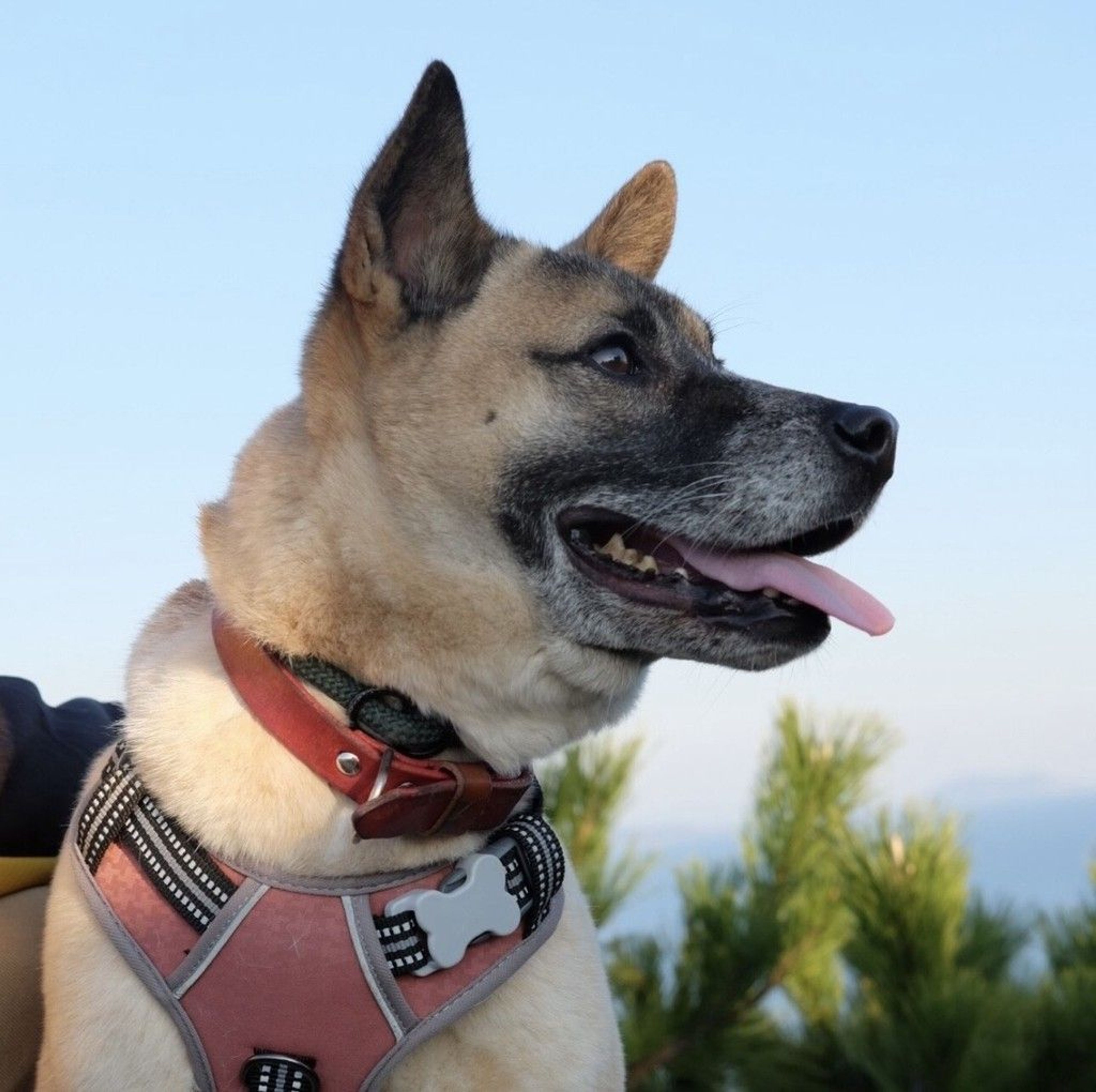 pet-image-7