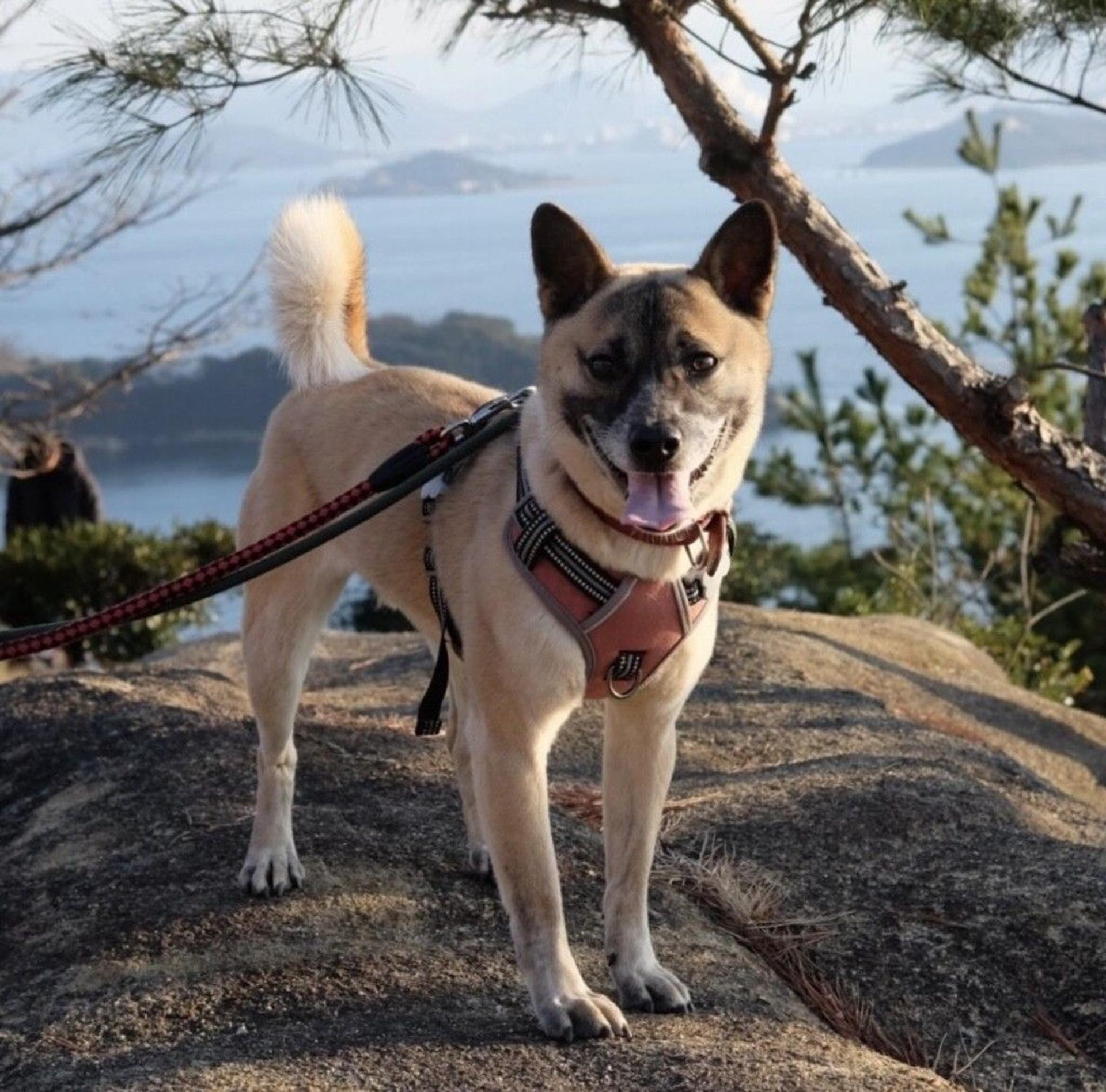 pet-image-2
