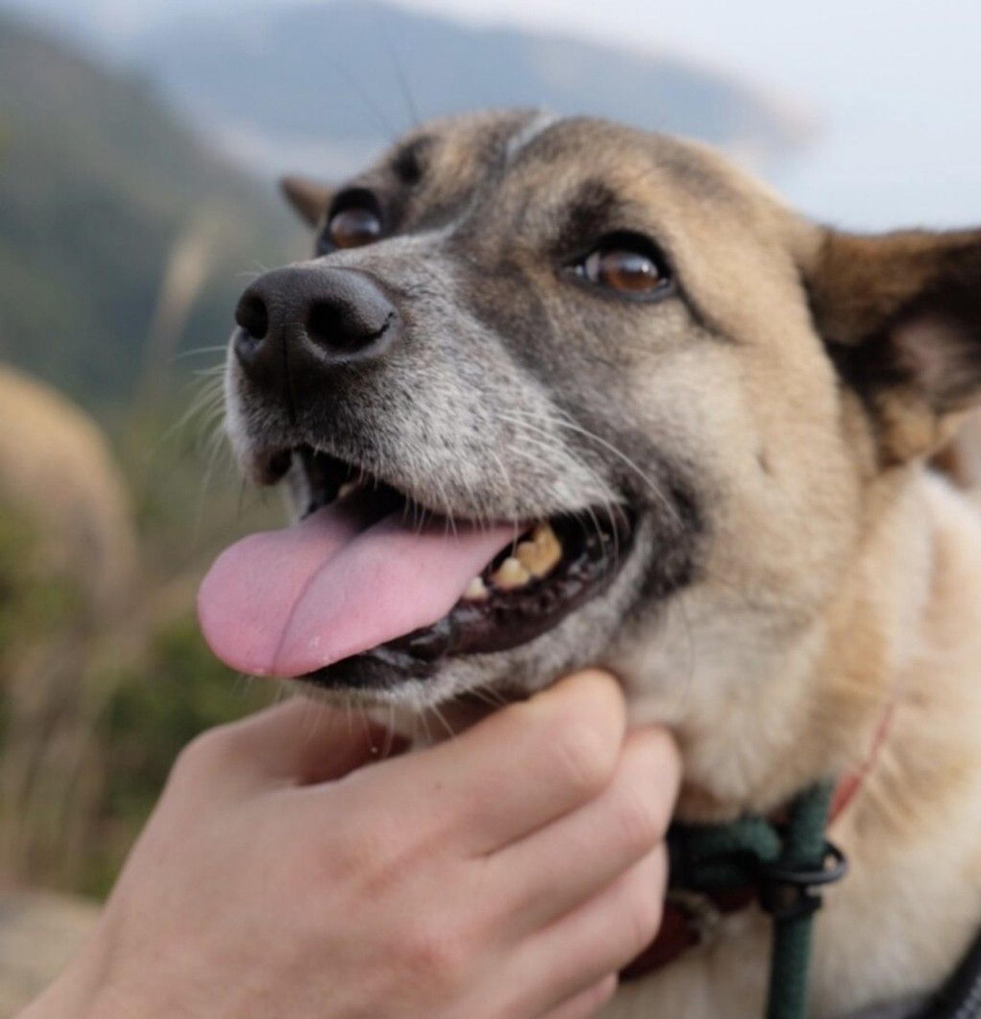 pet-image-3