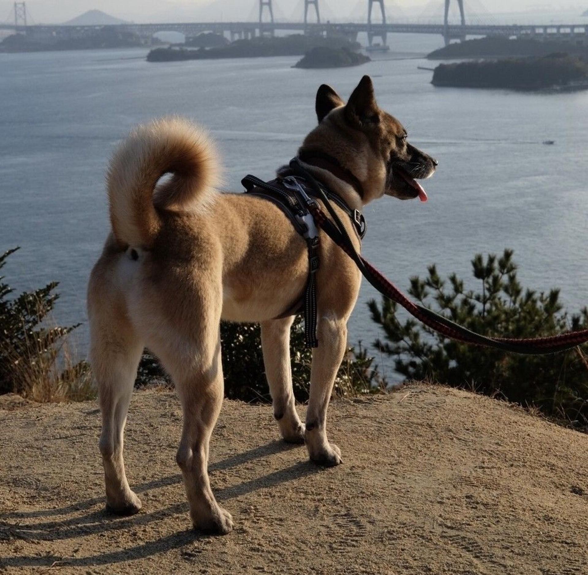 pet-image-4