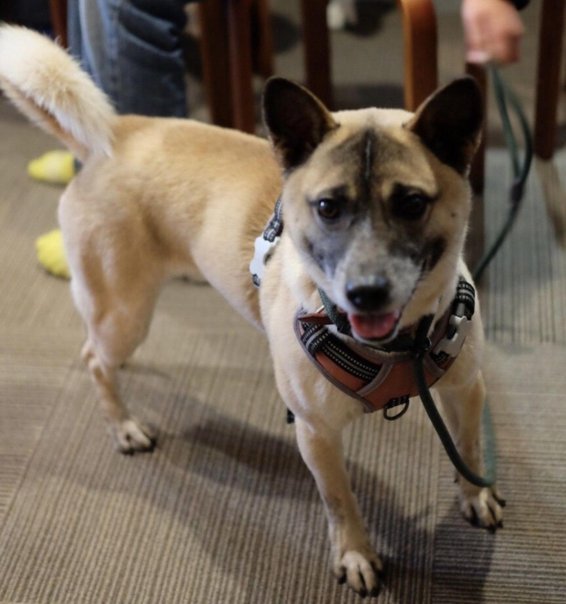 pet-image-5