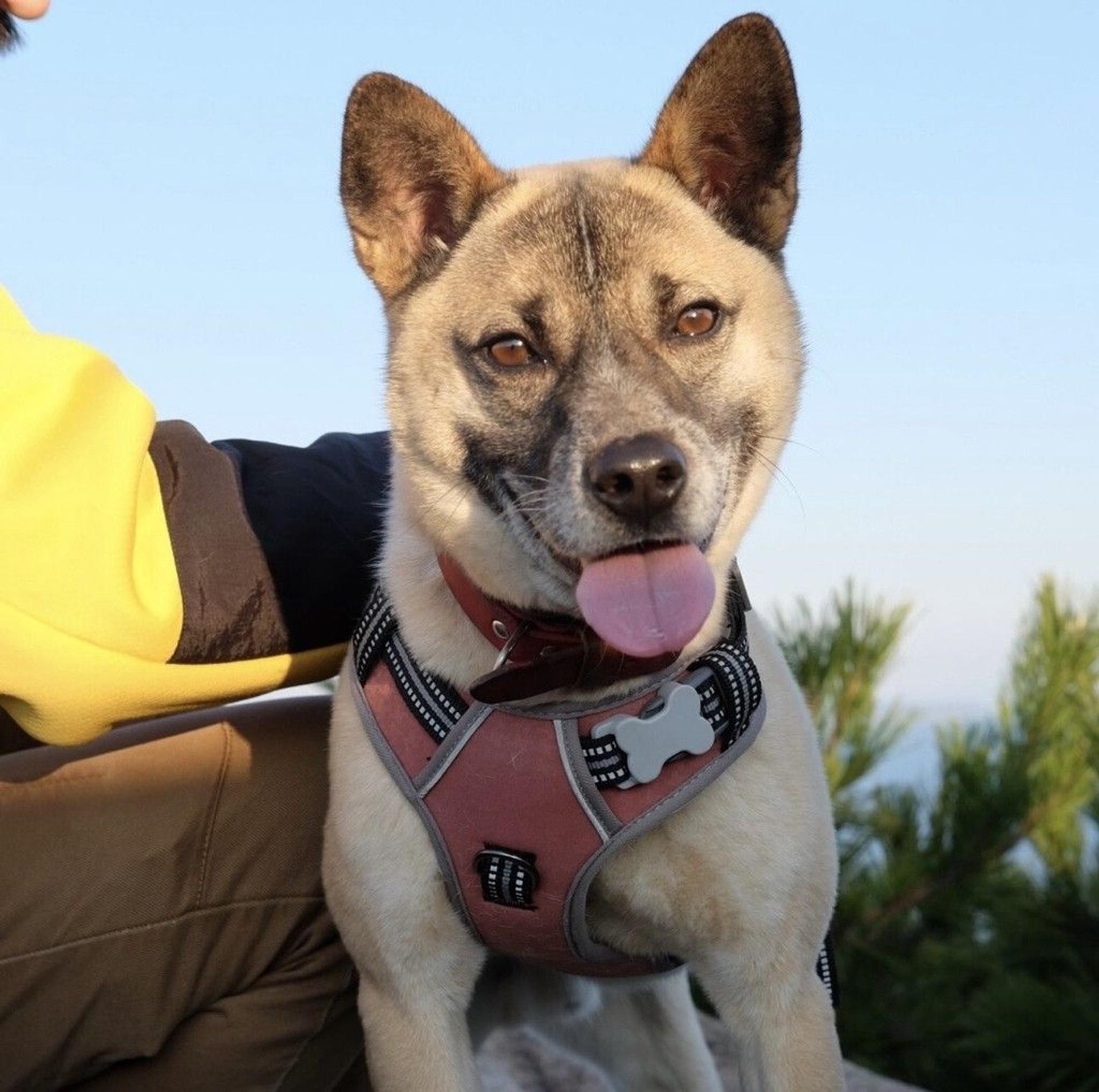 pet-image-6