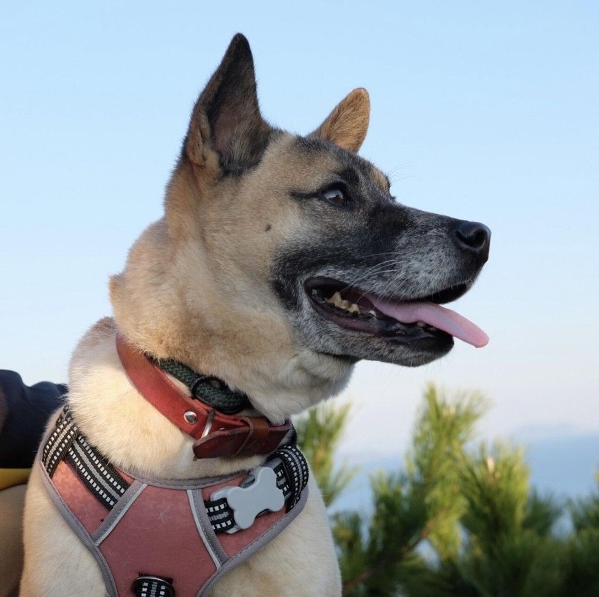 pet-image-7