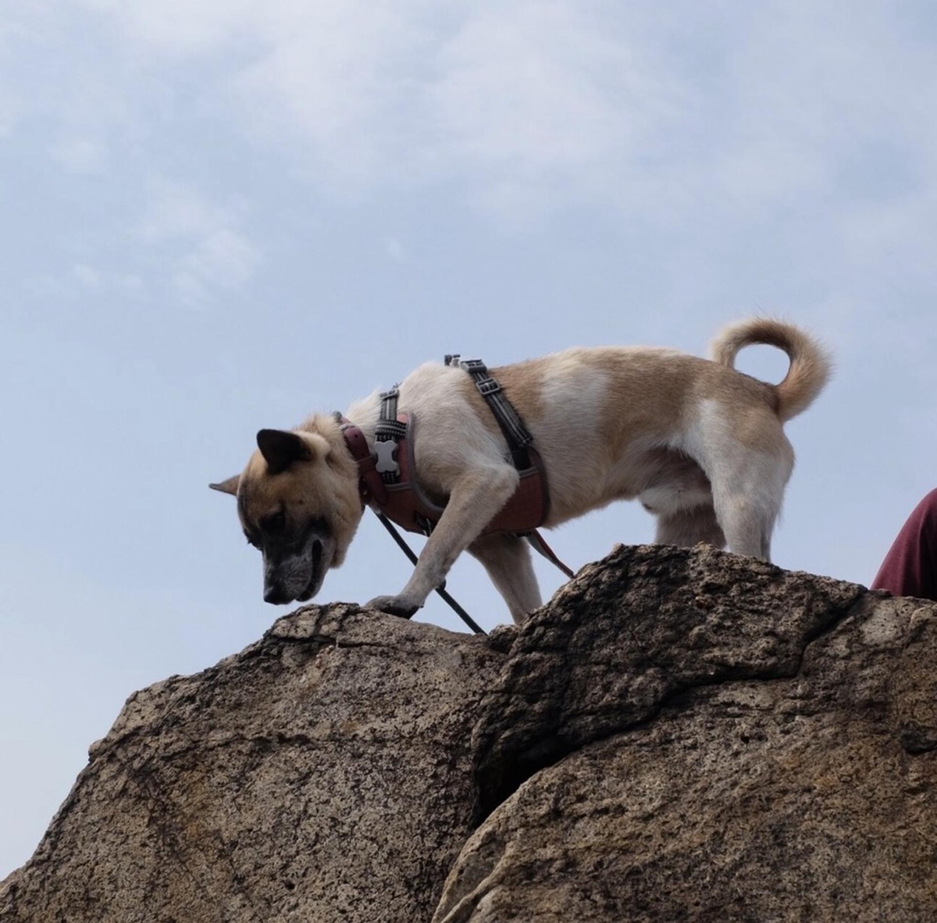 pet-image-8