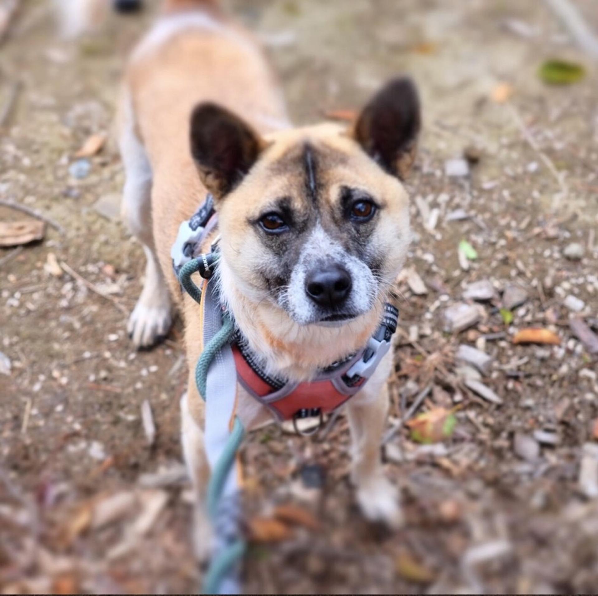 pet-image-9