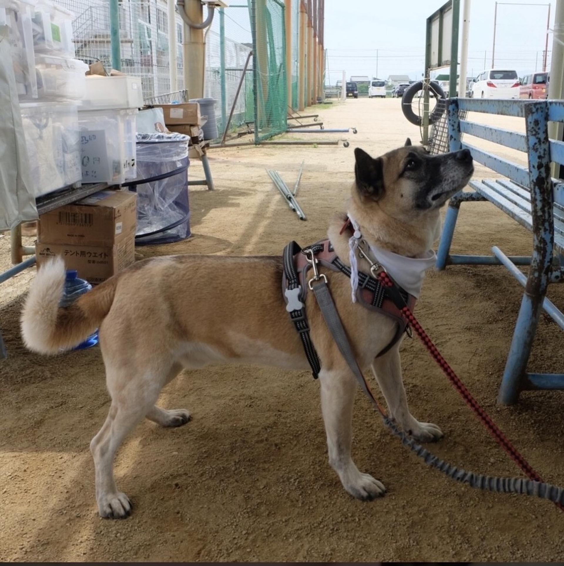 pet-image-10