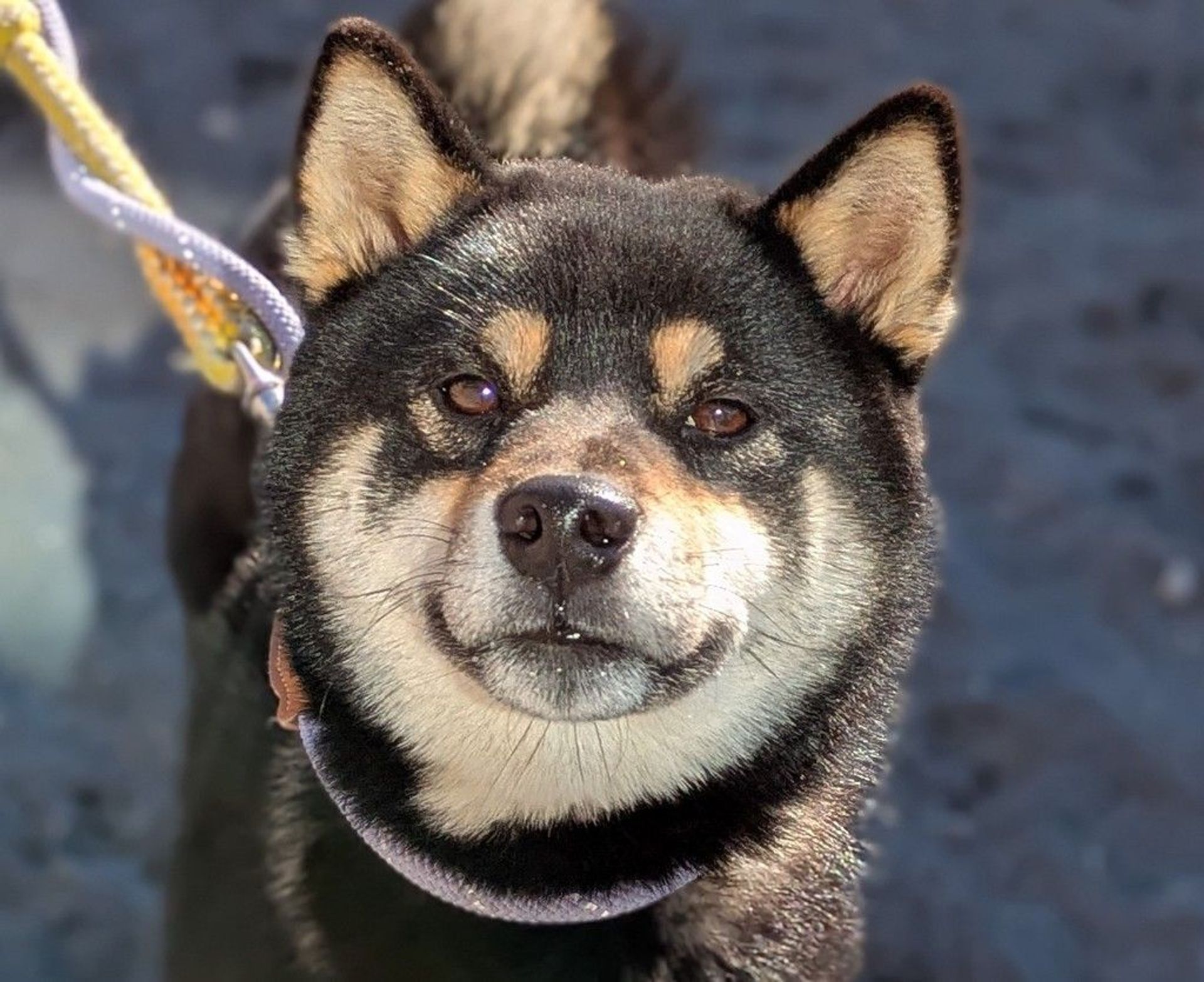 柴犬・オスの里親募集の写真