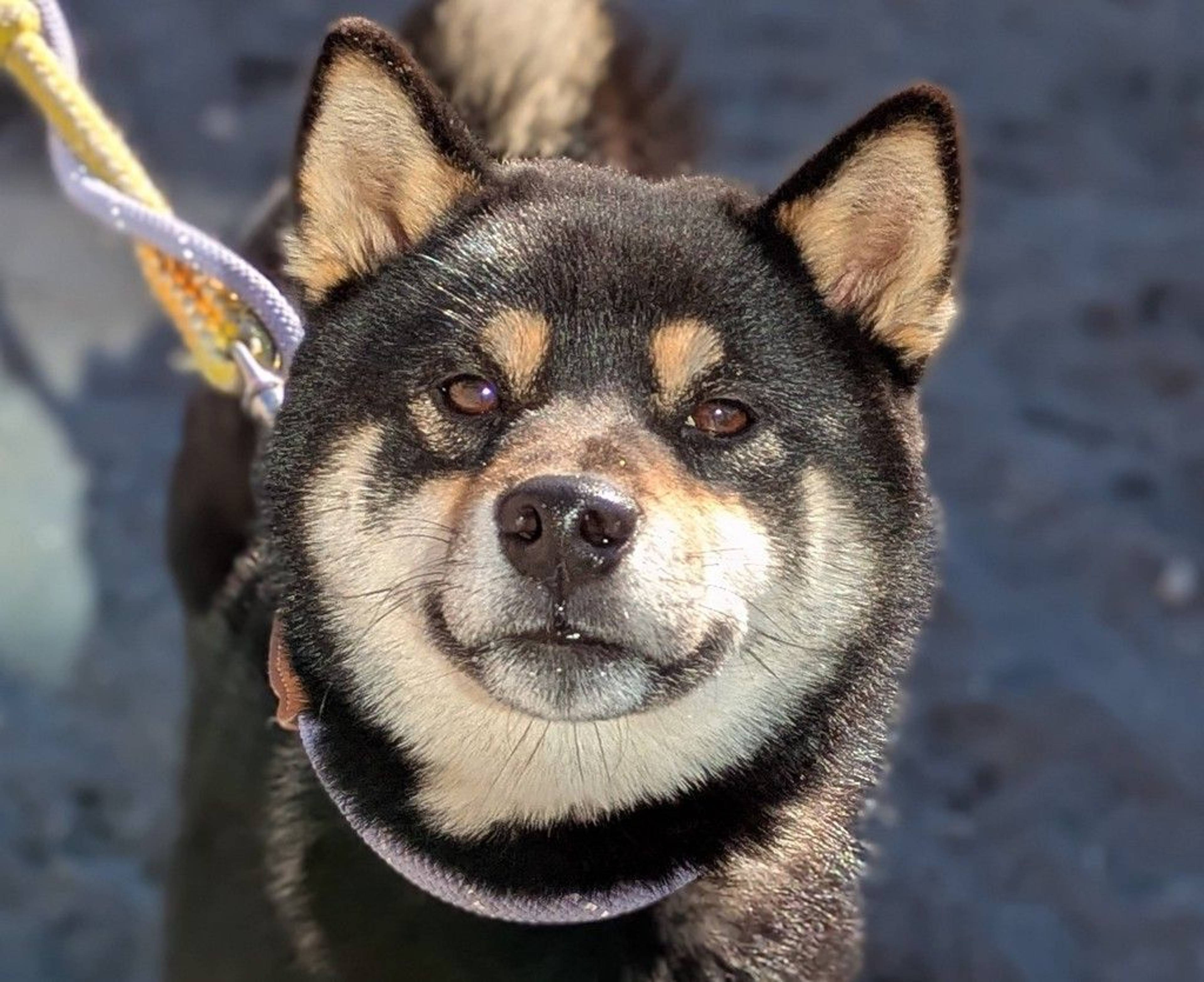 柴犬・オスの里親募集の写真