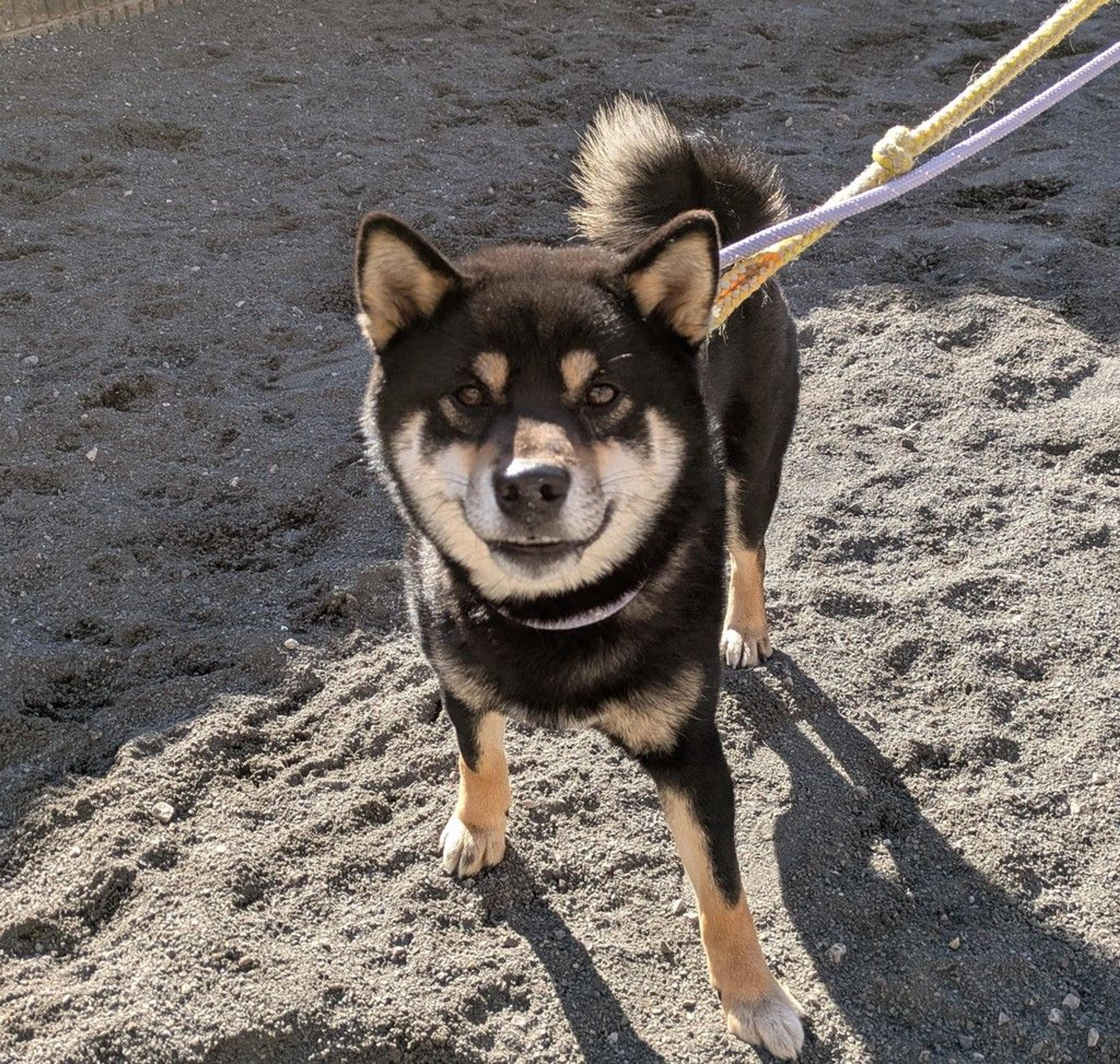 pet-image-2