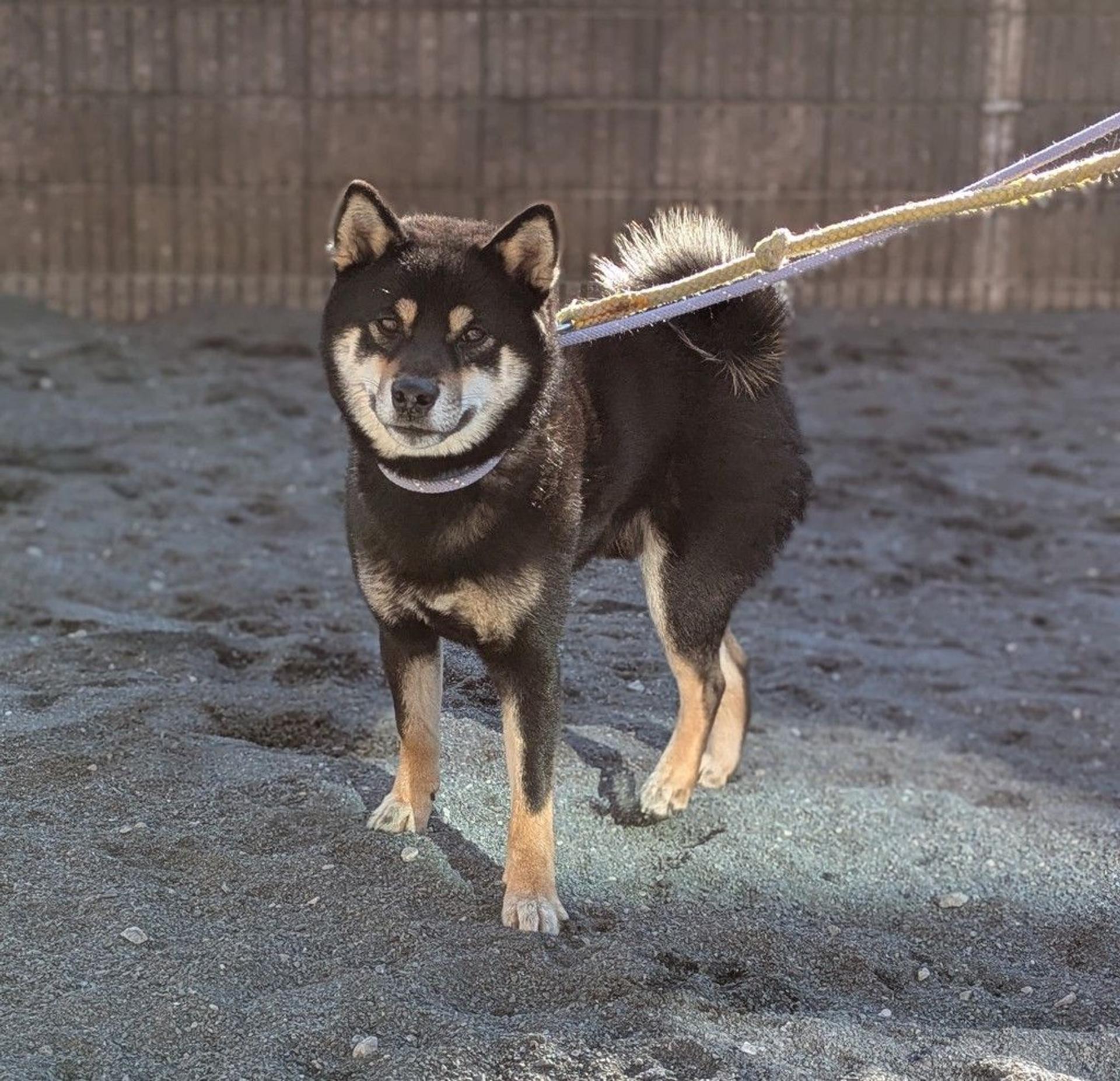 pet-image-4