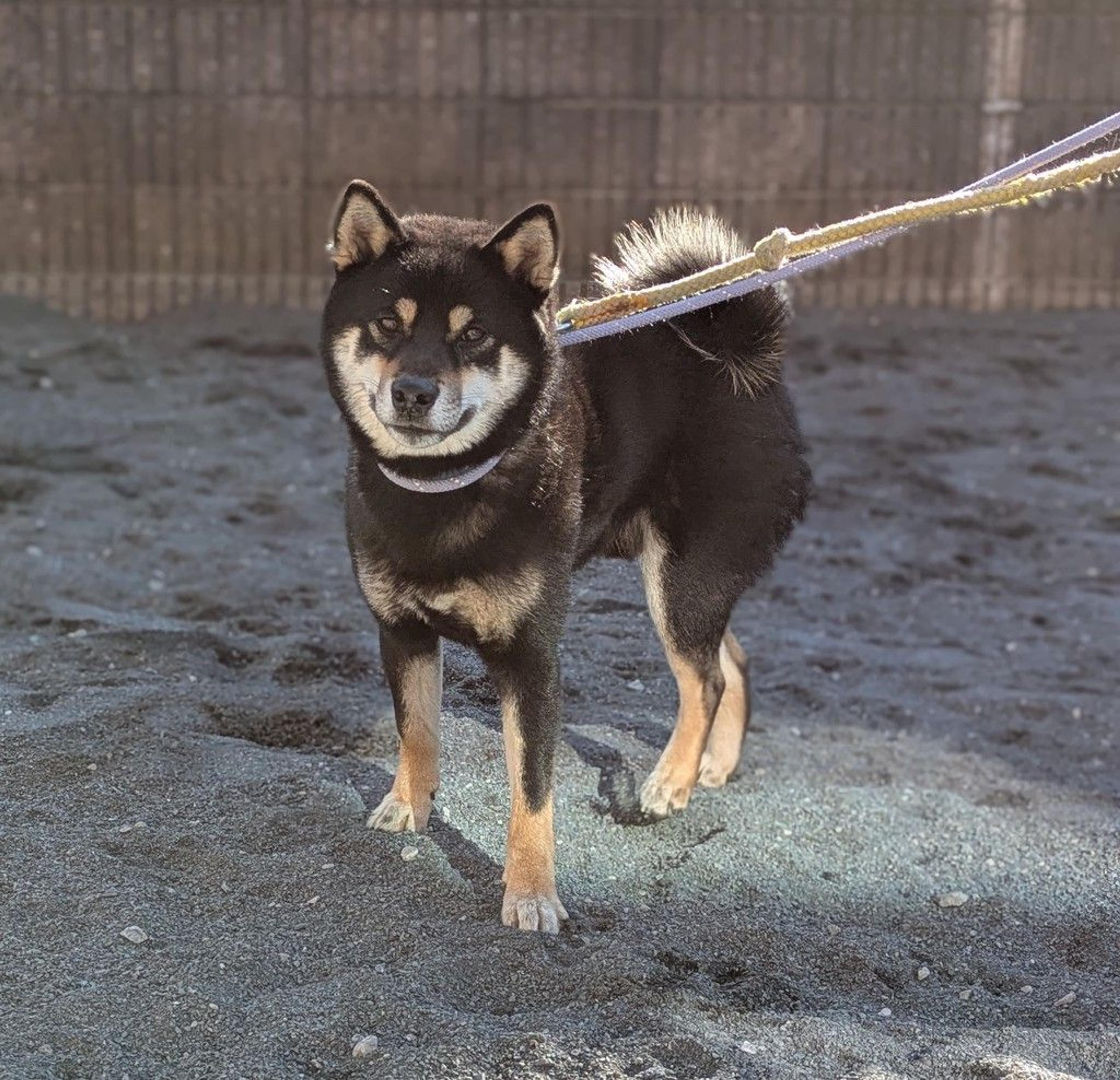 pet-image-4