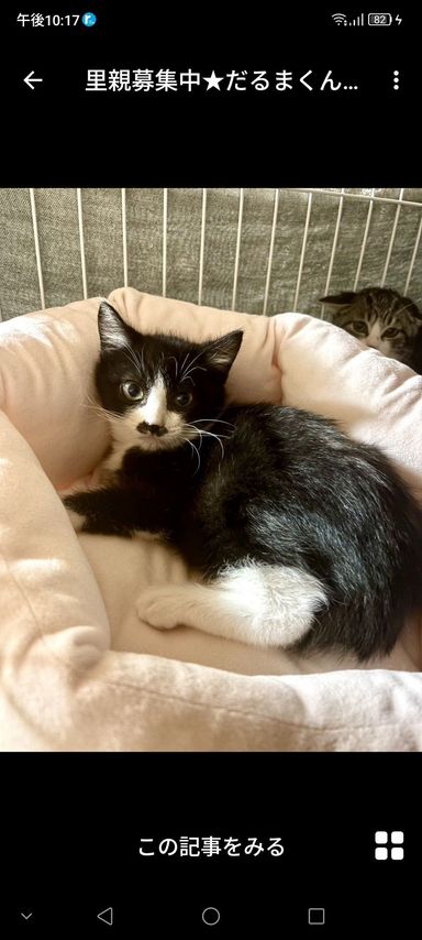 雑種（ミックス猫）・オスの里親募集の写真