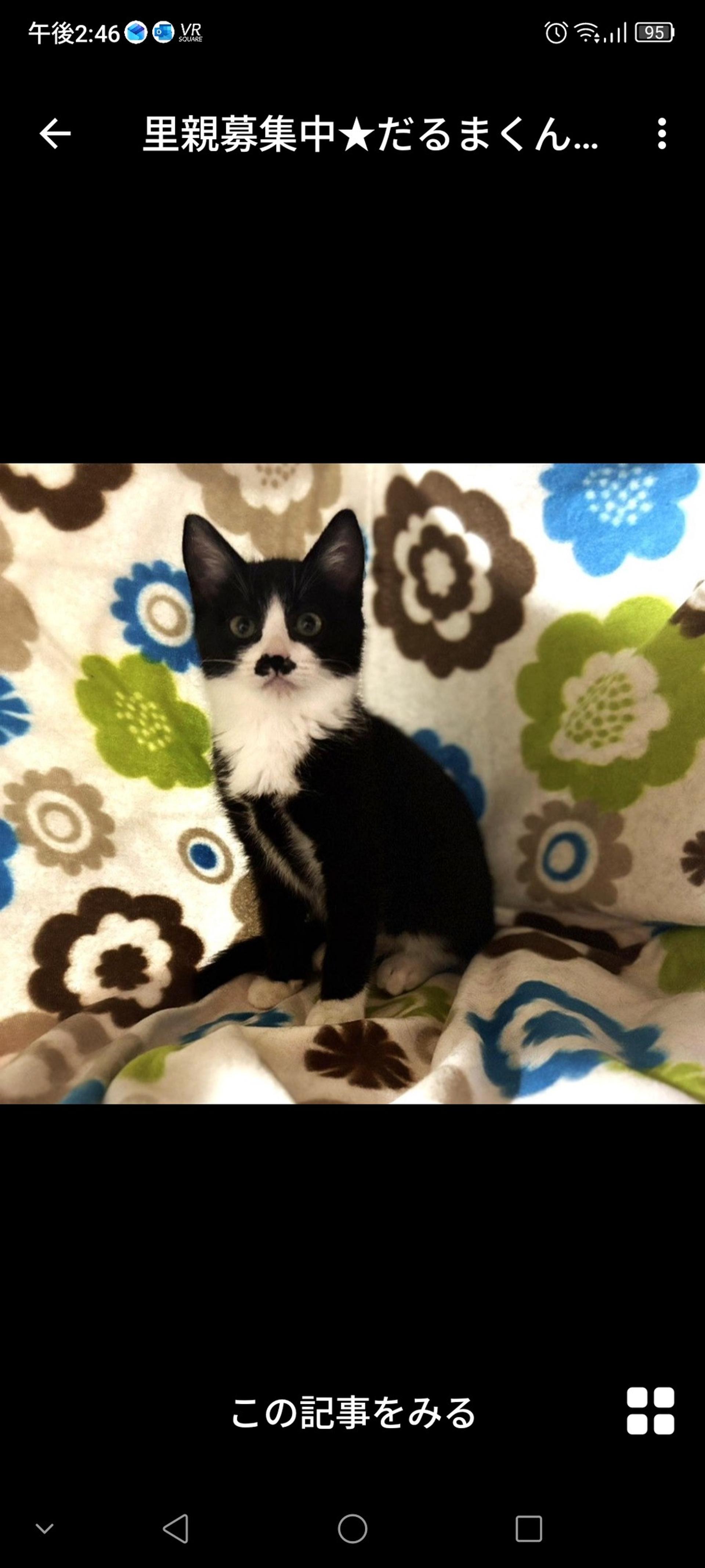 pet-image-3