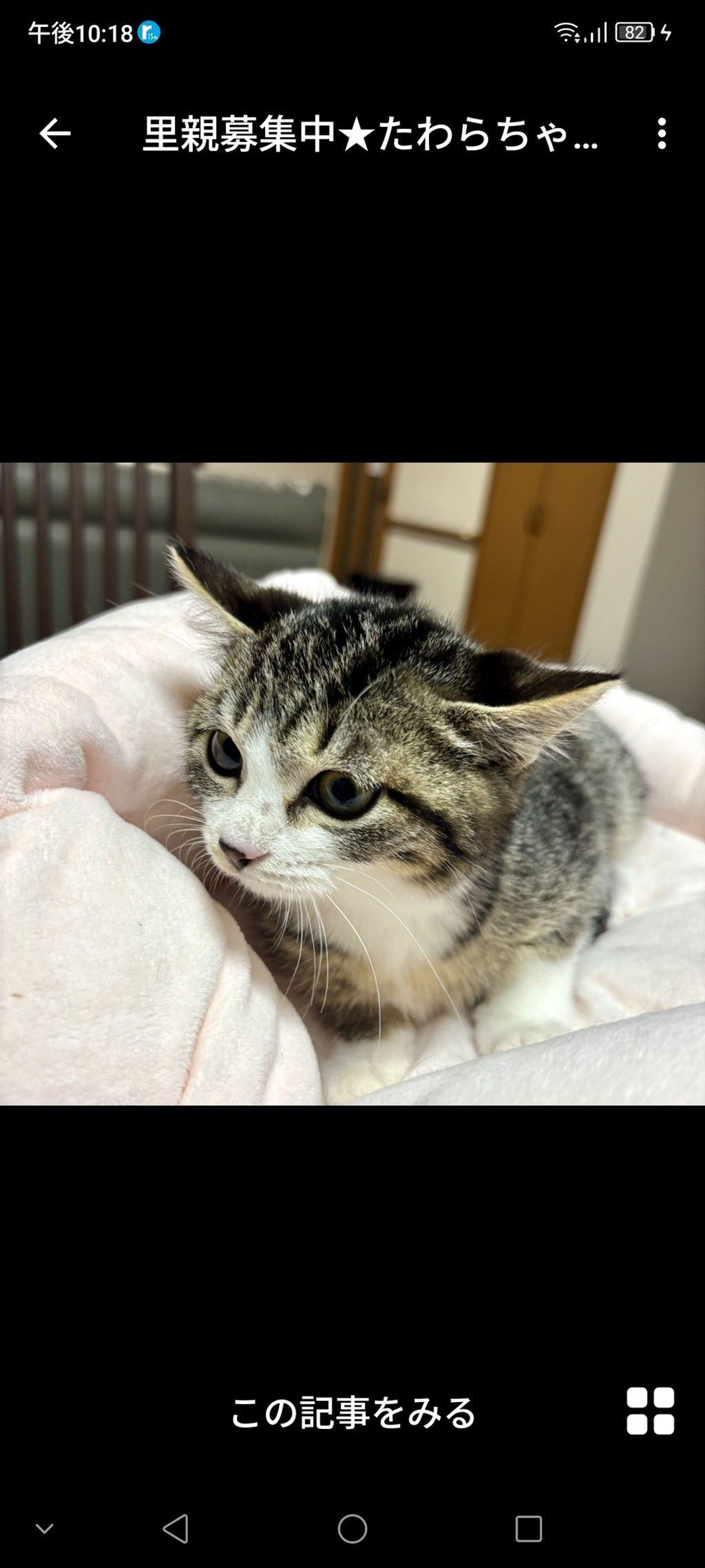 雑種（ミックス猫）・メスの里親募集の写真