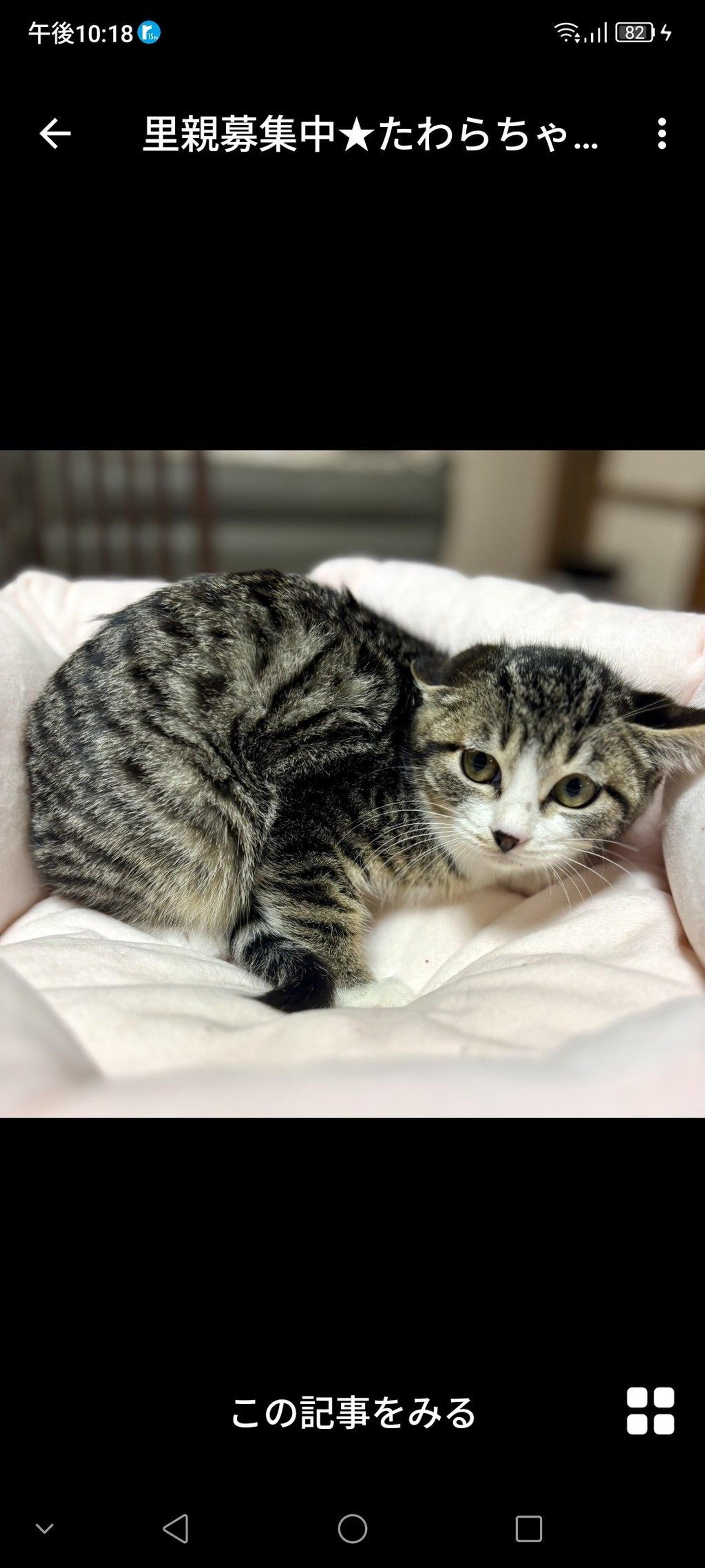 pet-image-2