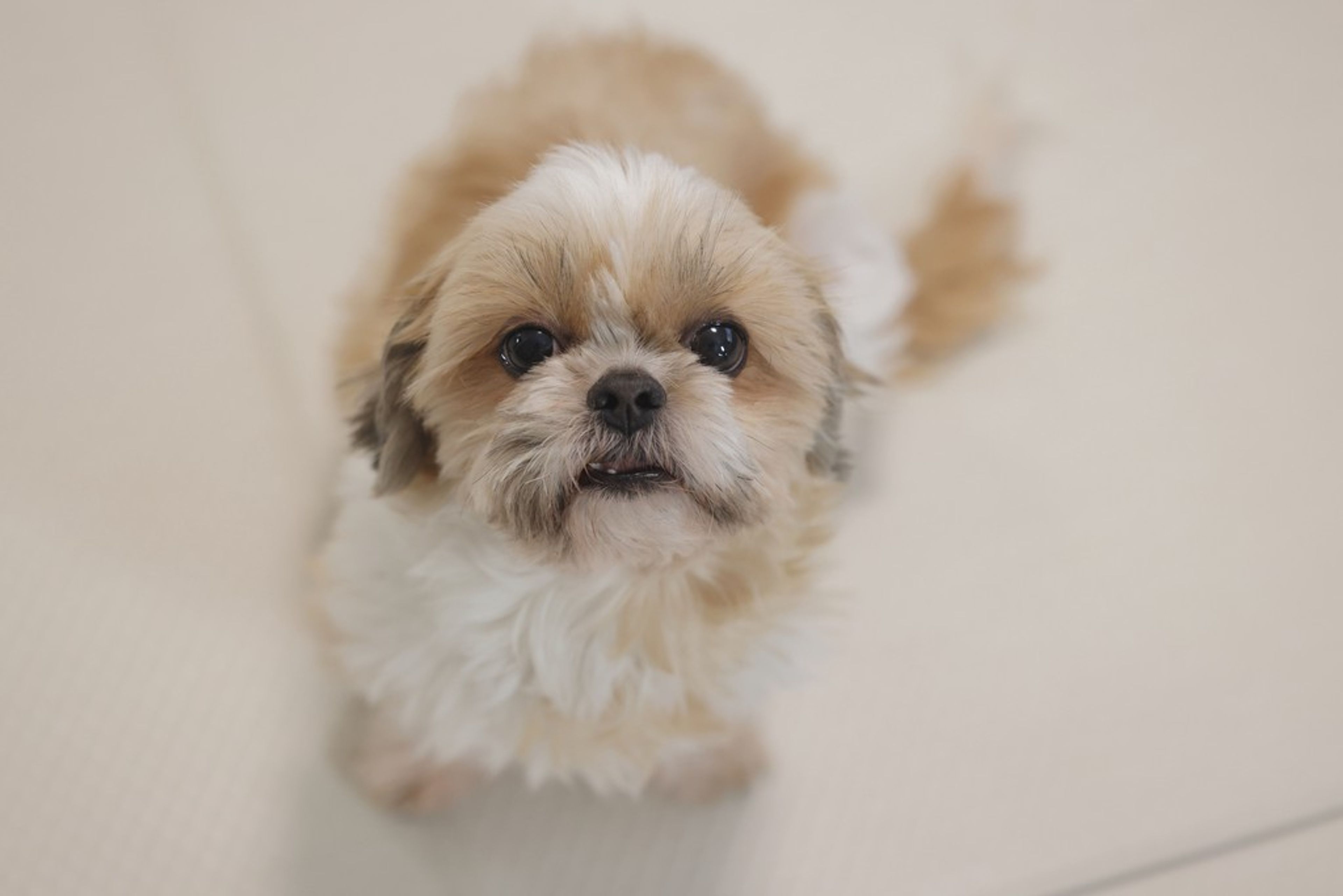 シーズー・メスの里親募集の写真