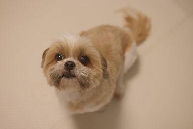 シーズー・メスの里親募集の写真