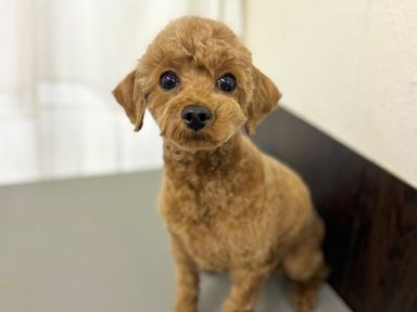 トイプードル・メスの里親募集の写真