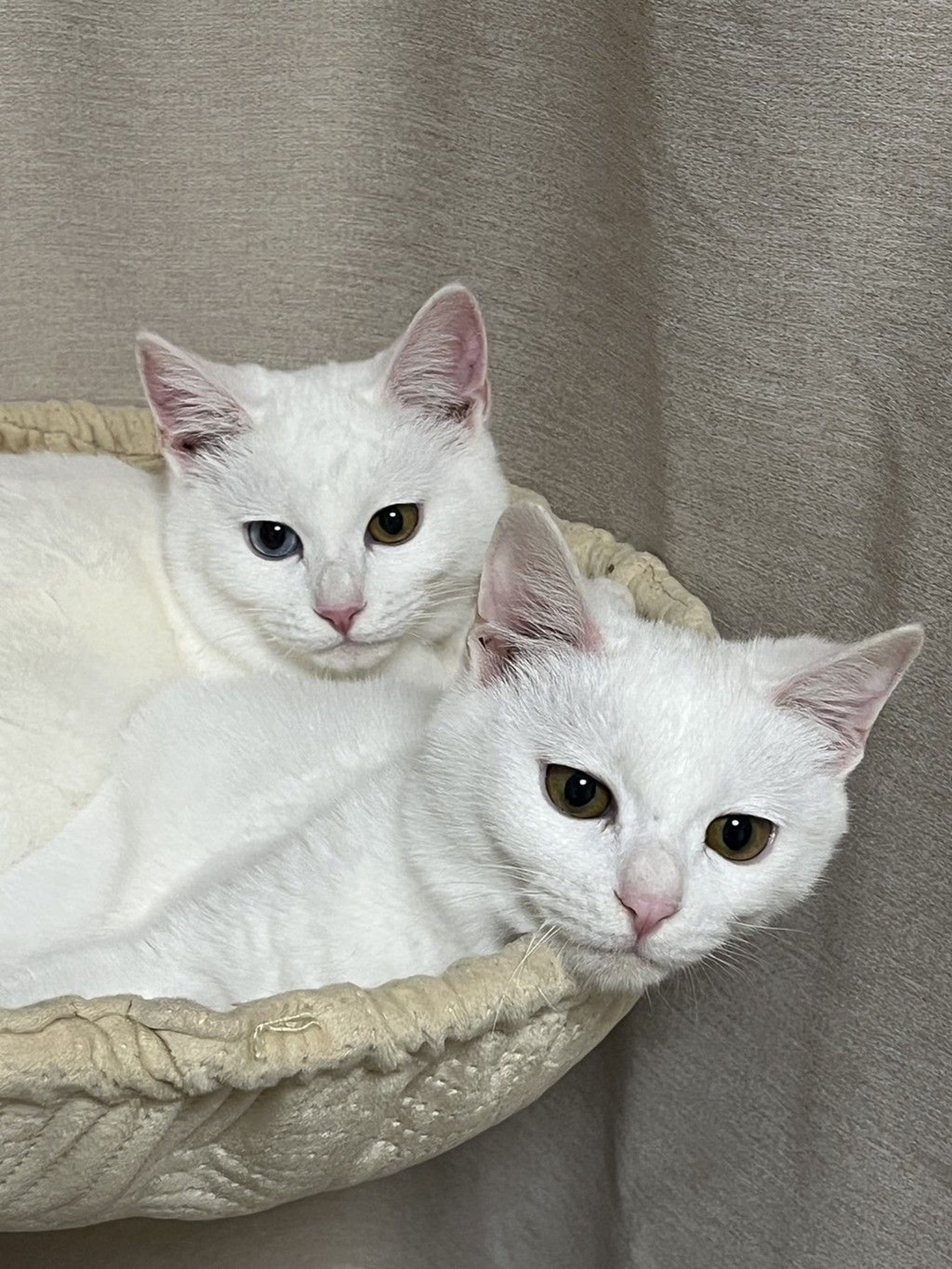 雑種（ミックス猫）・オスの里親募集の写真