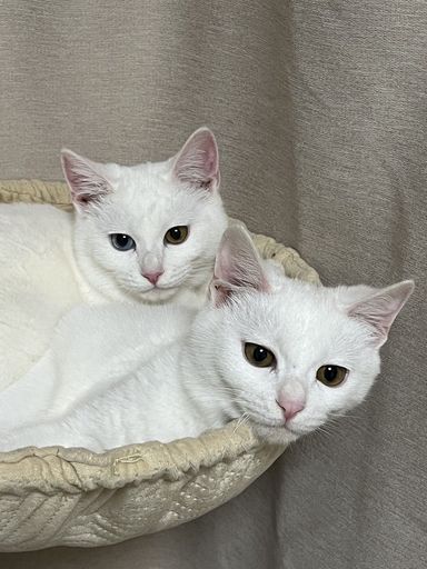 雑種（ミックス猫）・オスの里親募集の写真