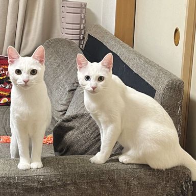 雑種（ミックス猫）・オスの里親募集の写真