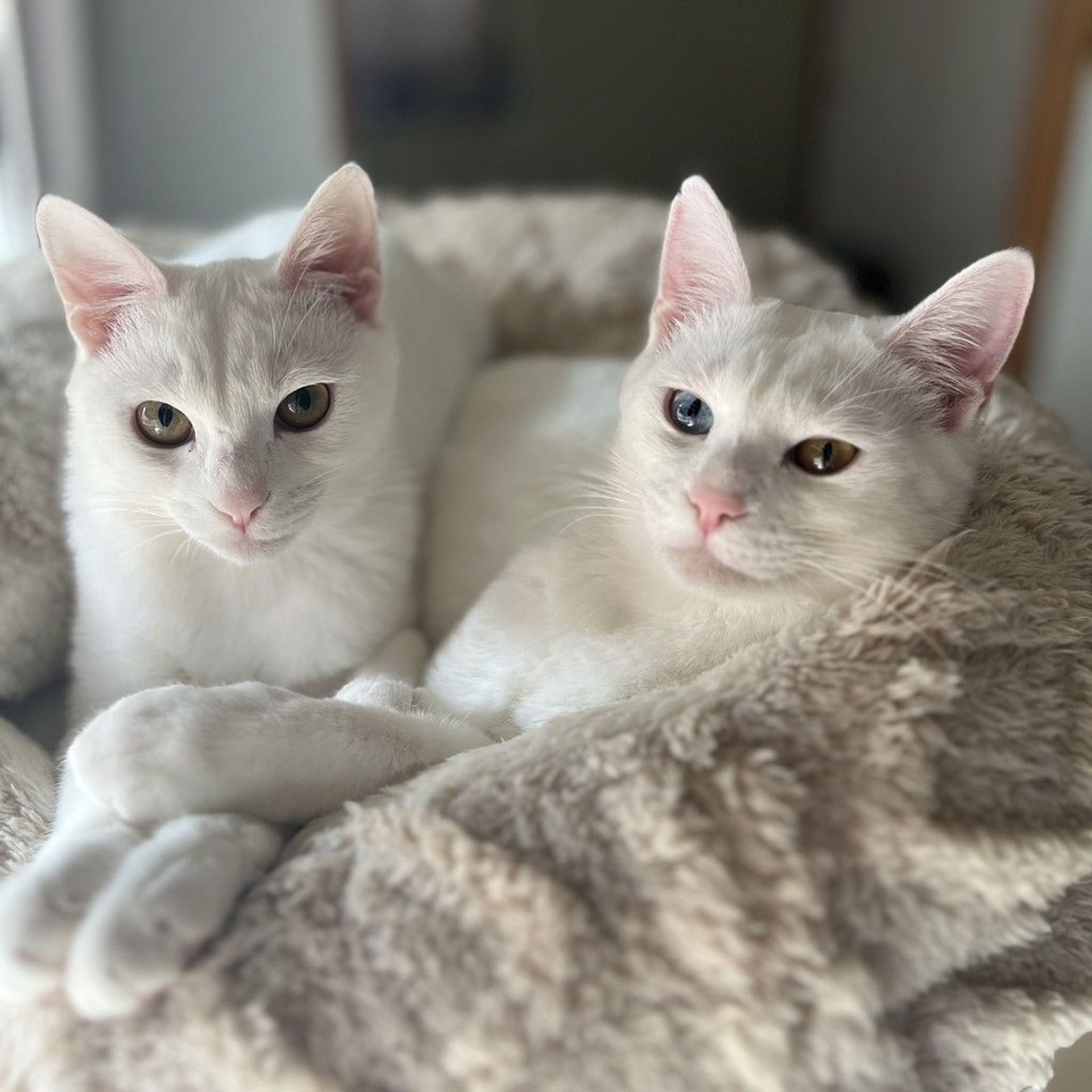 雑種（ミックス猫）・オスの里親募集の写真