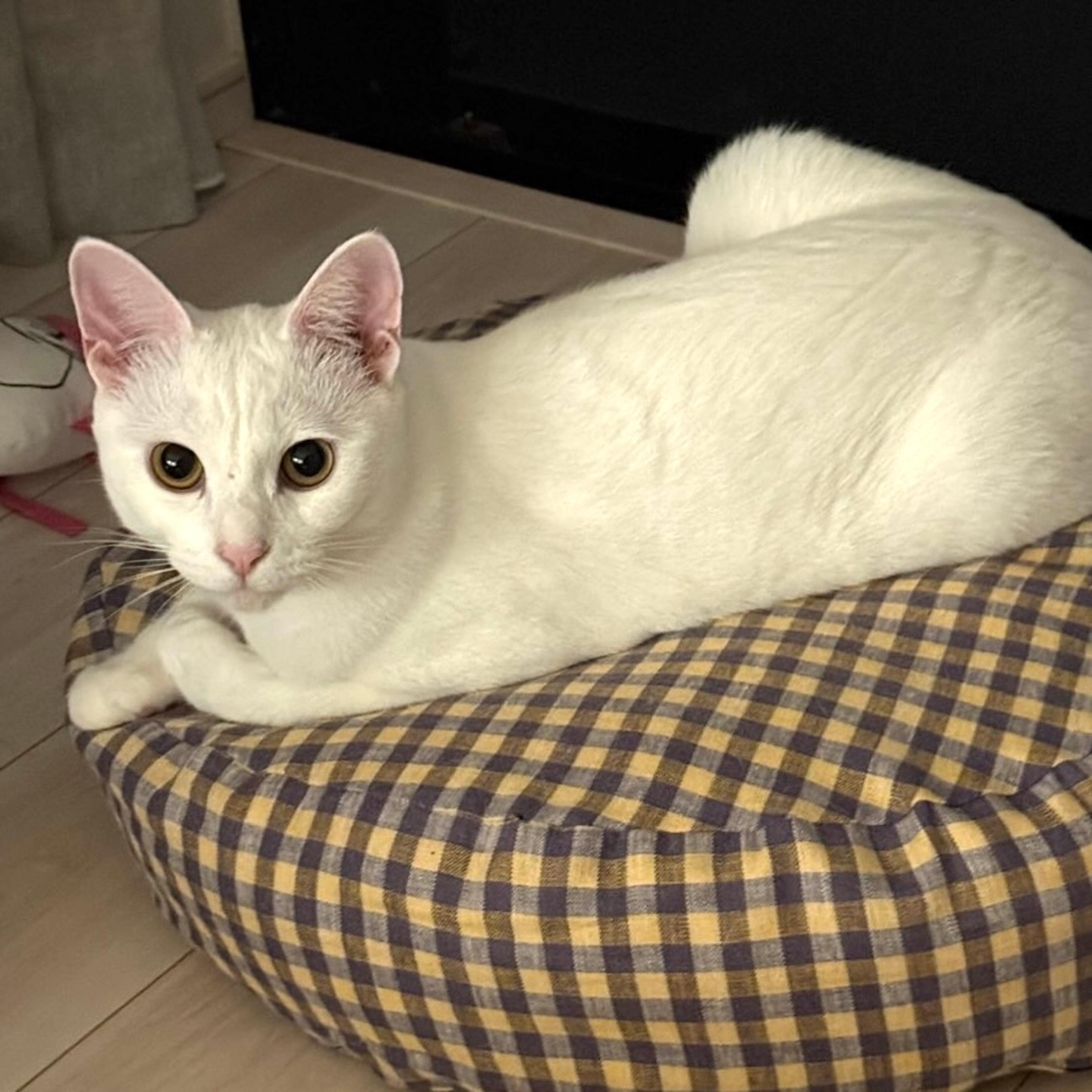 pet-image-5