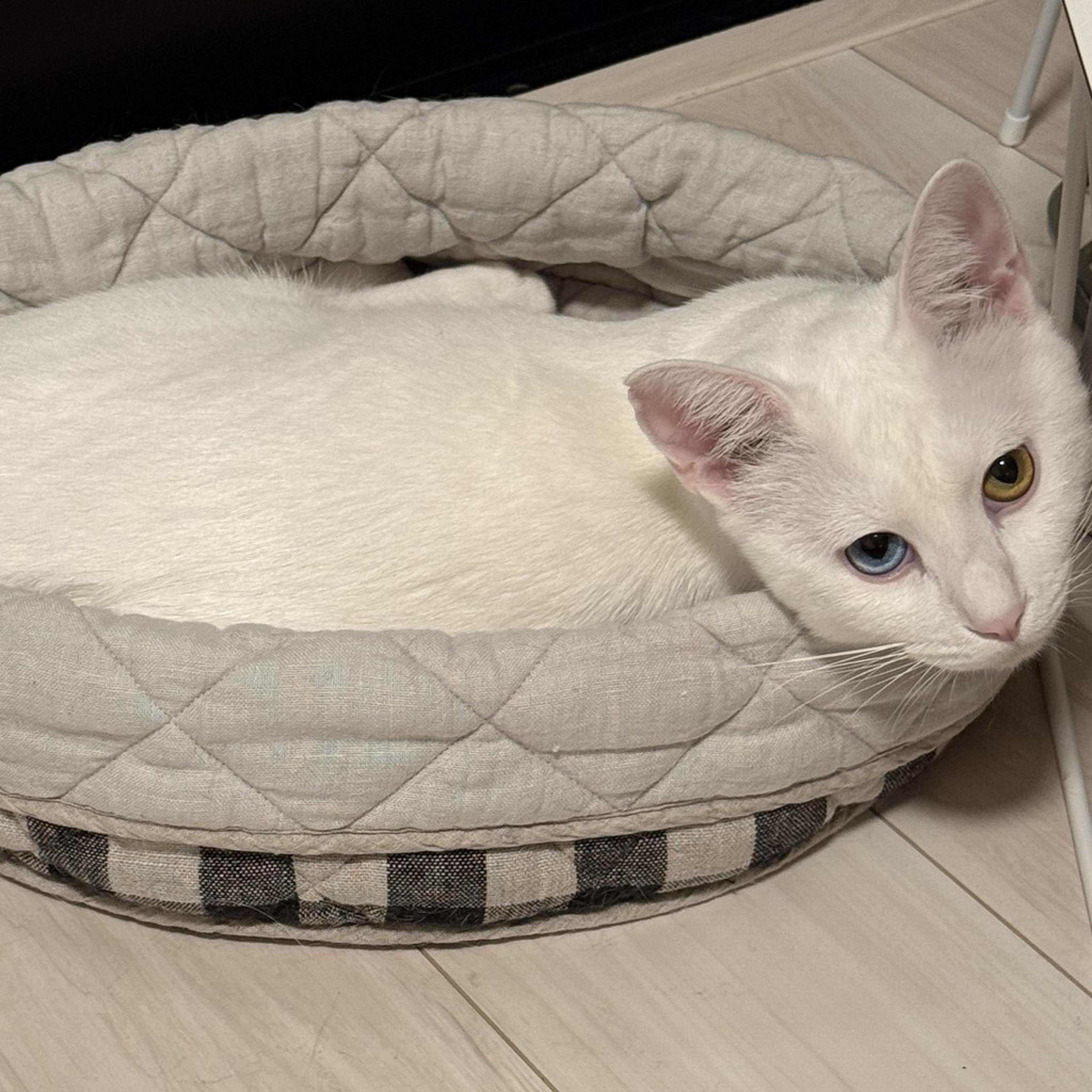 pet-image-7