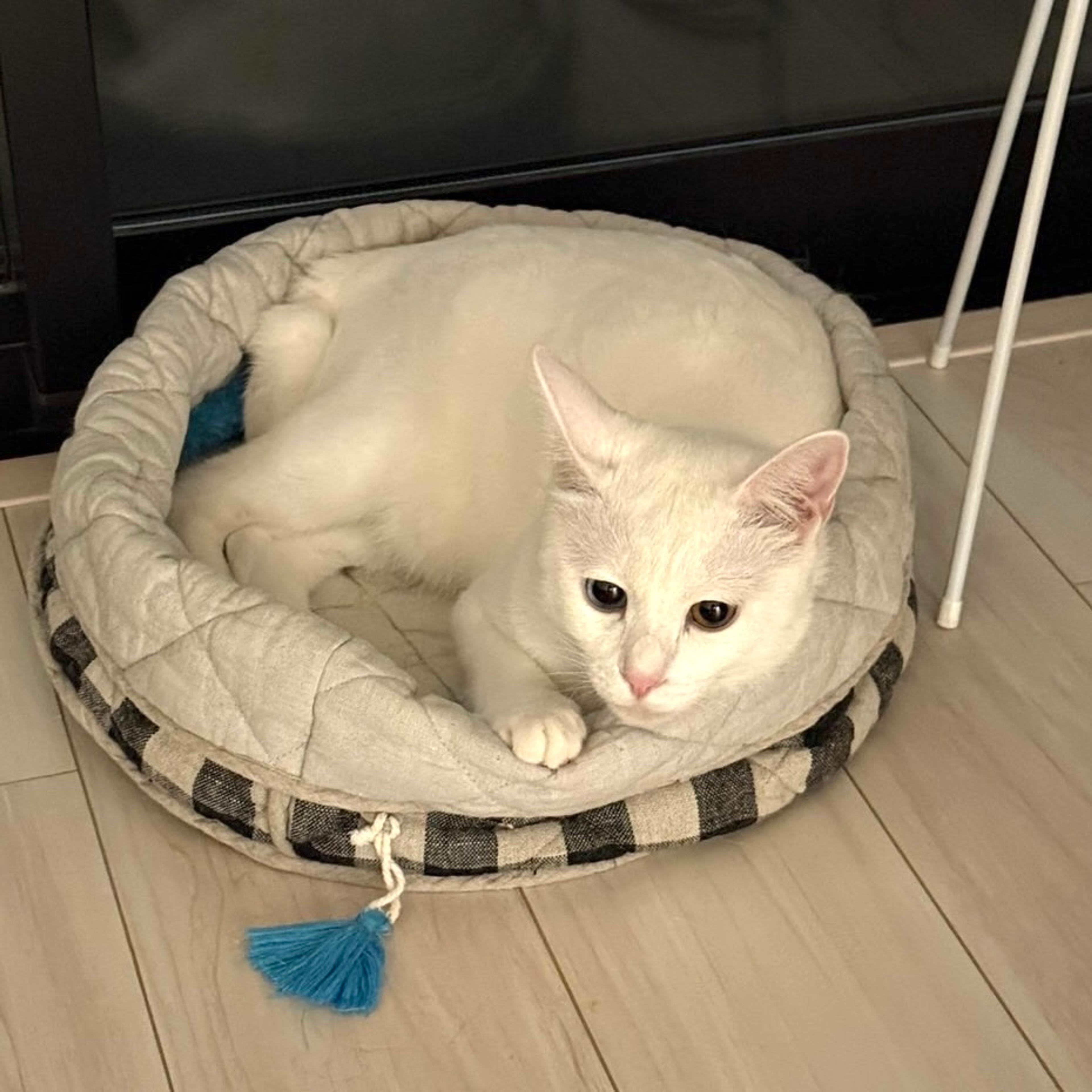pet-image-8