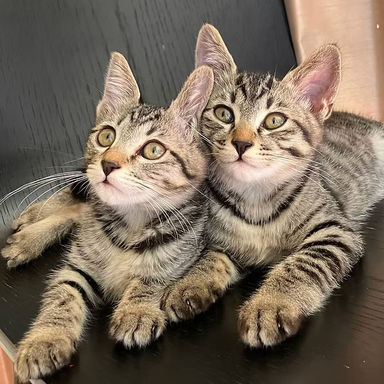 雑種（ミックス猫）・メスの里親募集の写真