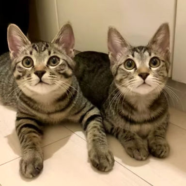 雑種（ミックス猫）・メスの里親募集の写真