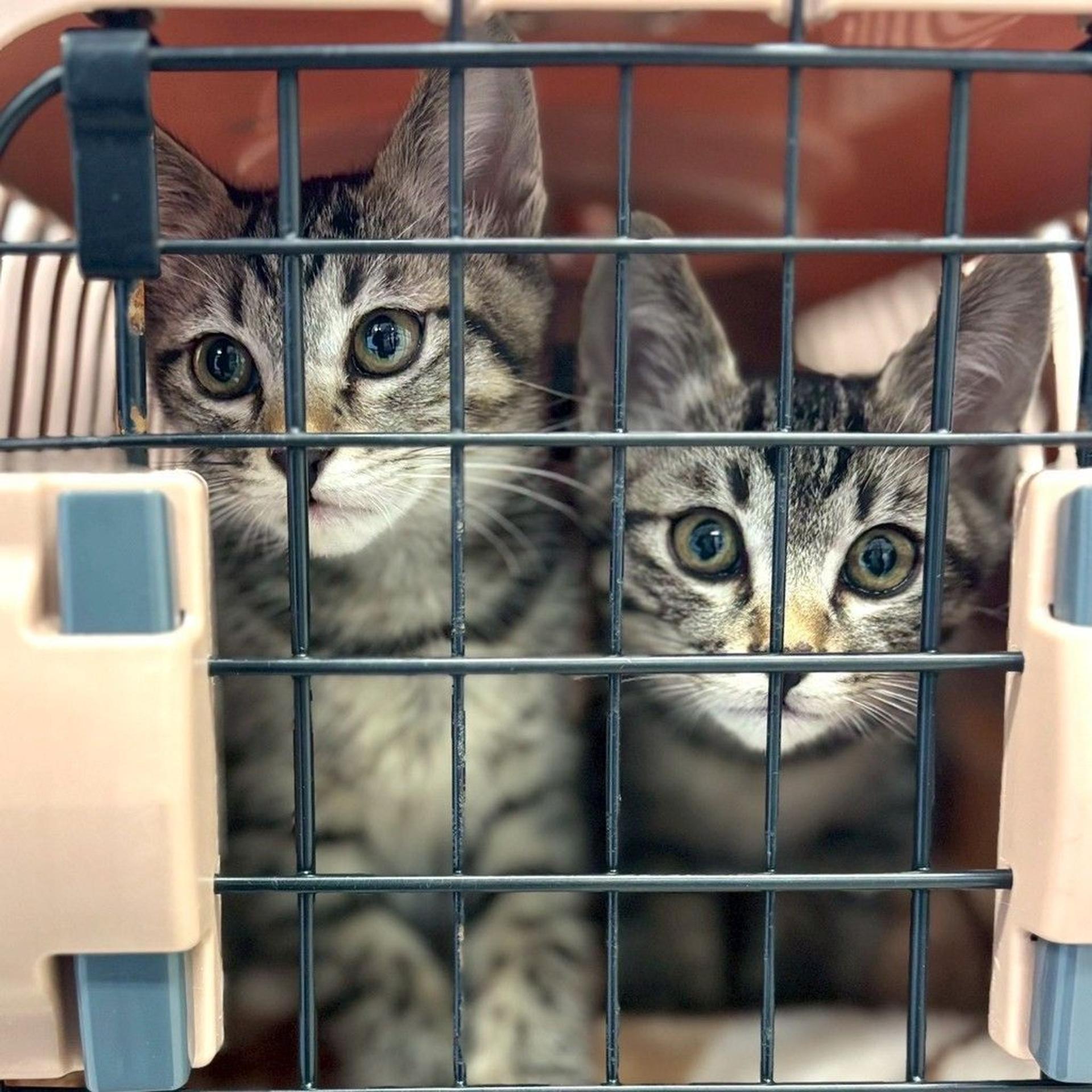 pet-image-5