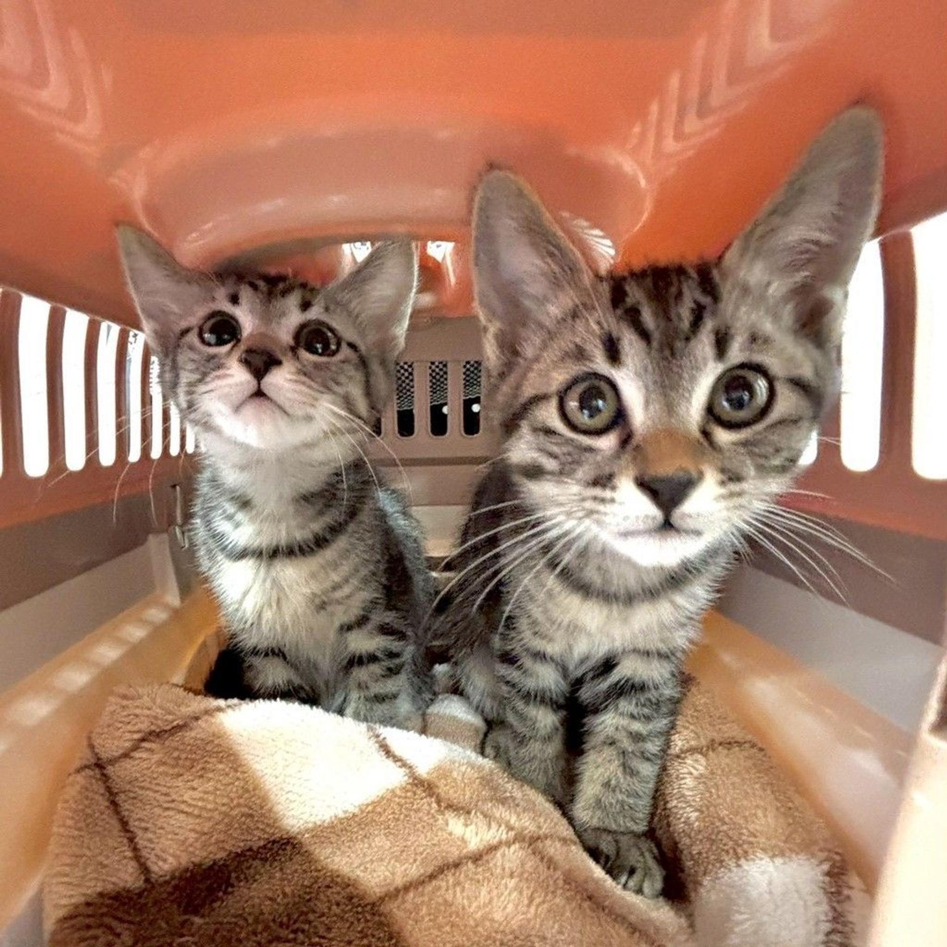 pet-image-6
