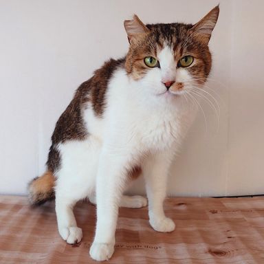 雑種（ミックス猫）・オスの里親募集の写真