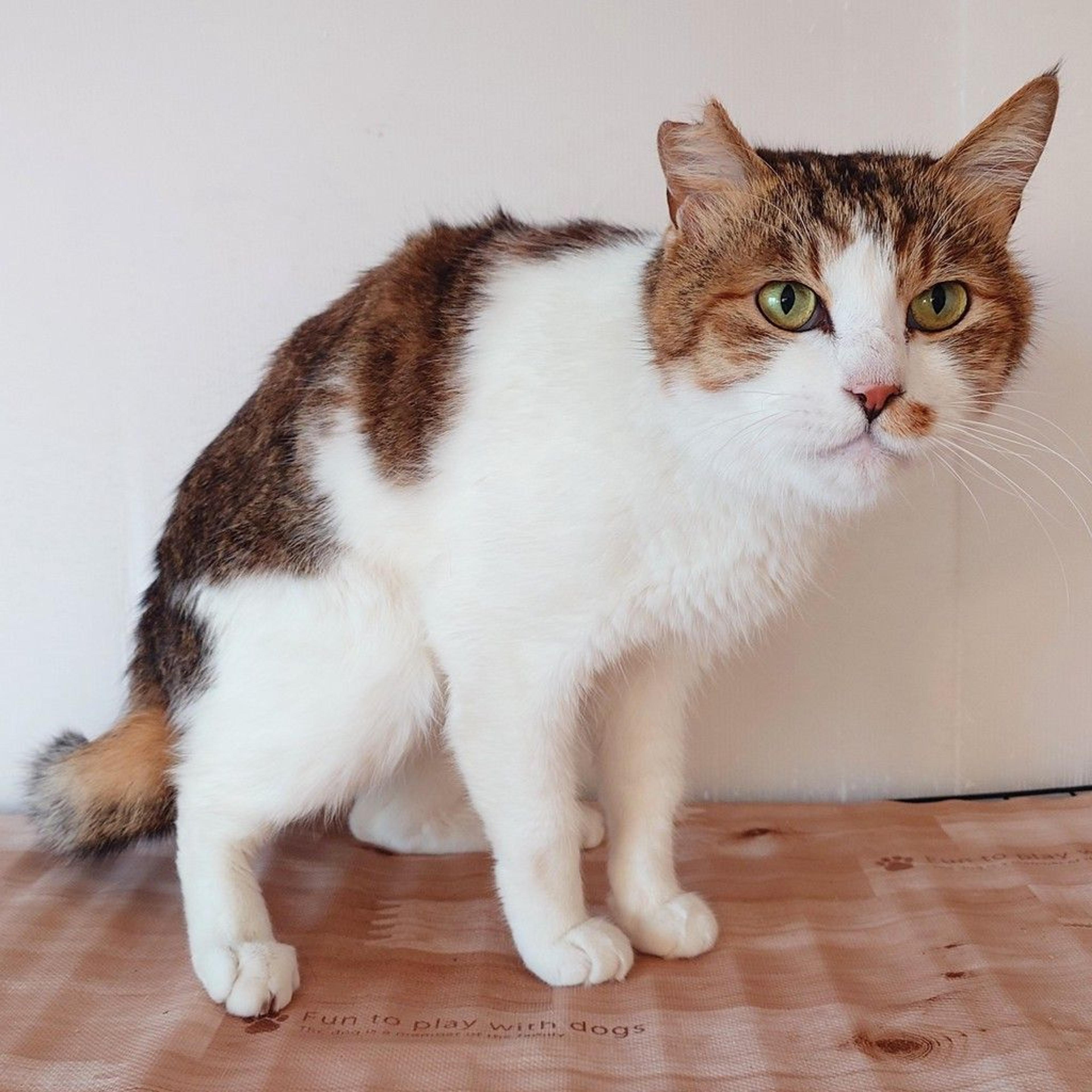 pet-image-3