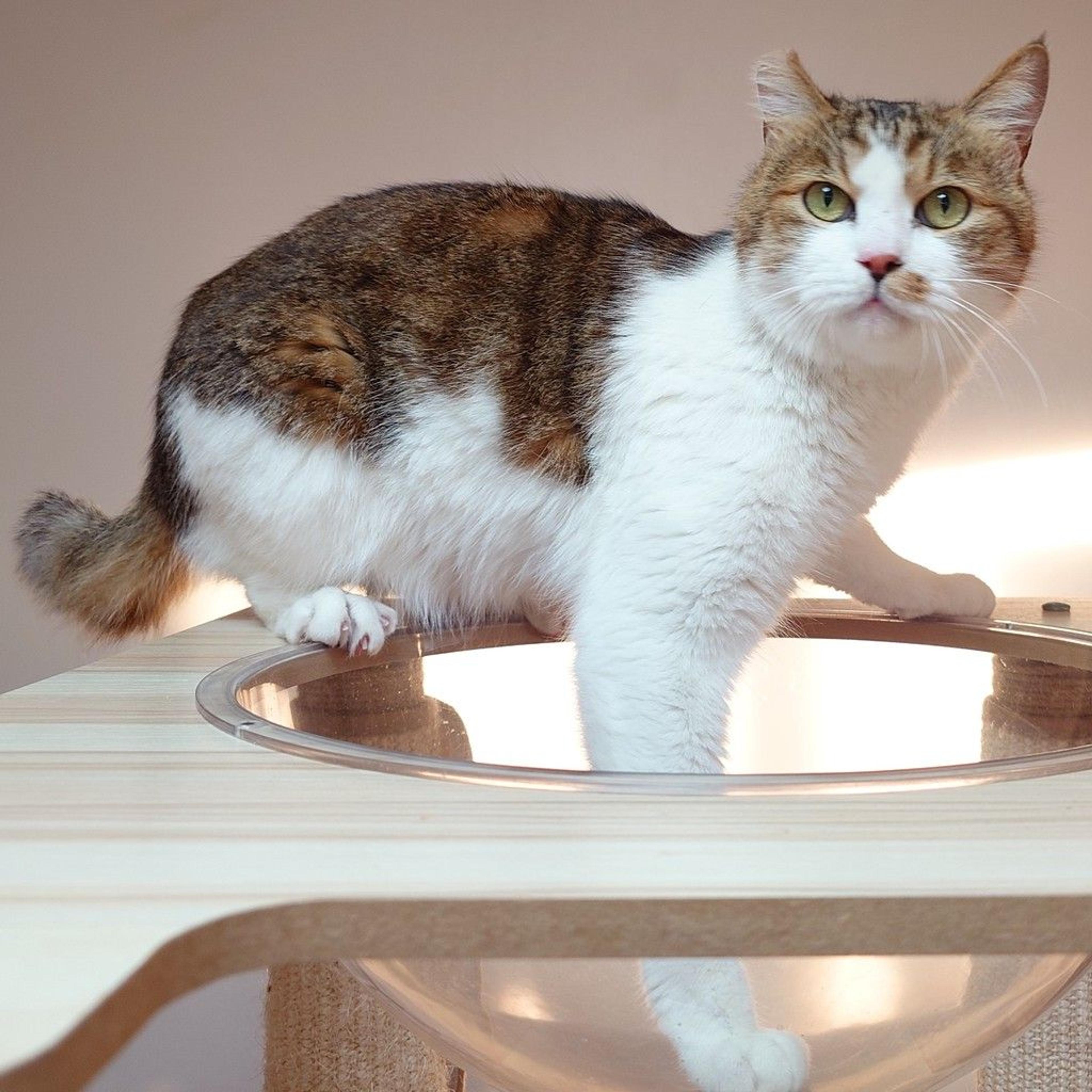 pet-image-4