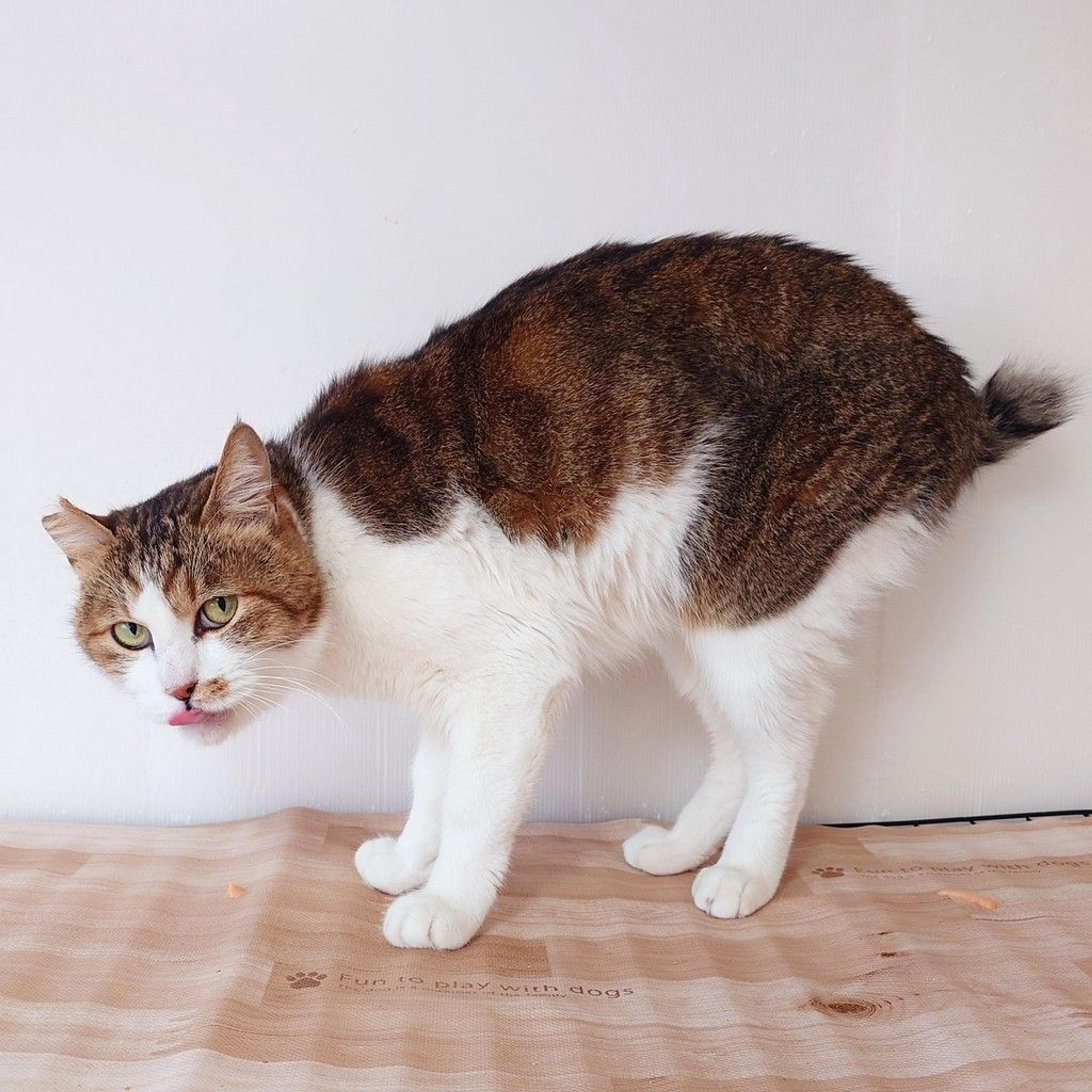 pet-image-5