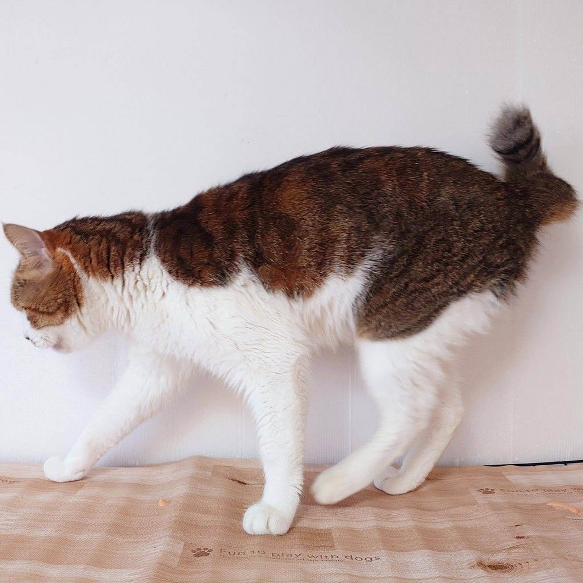 pet-image-6
