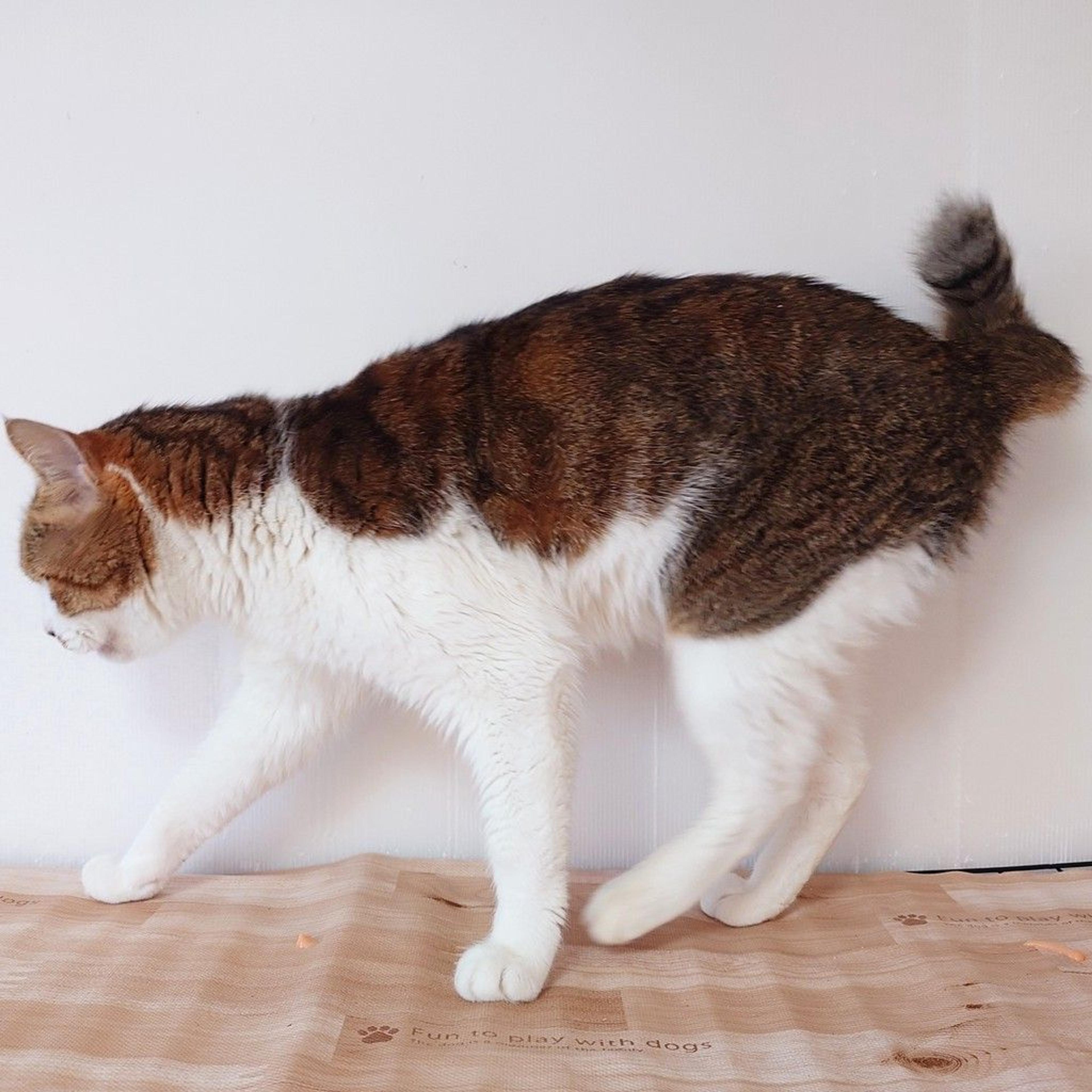 pet-image-6