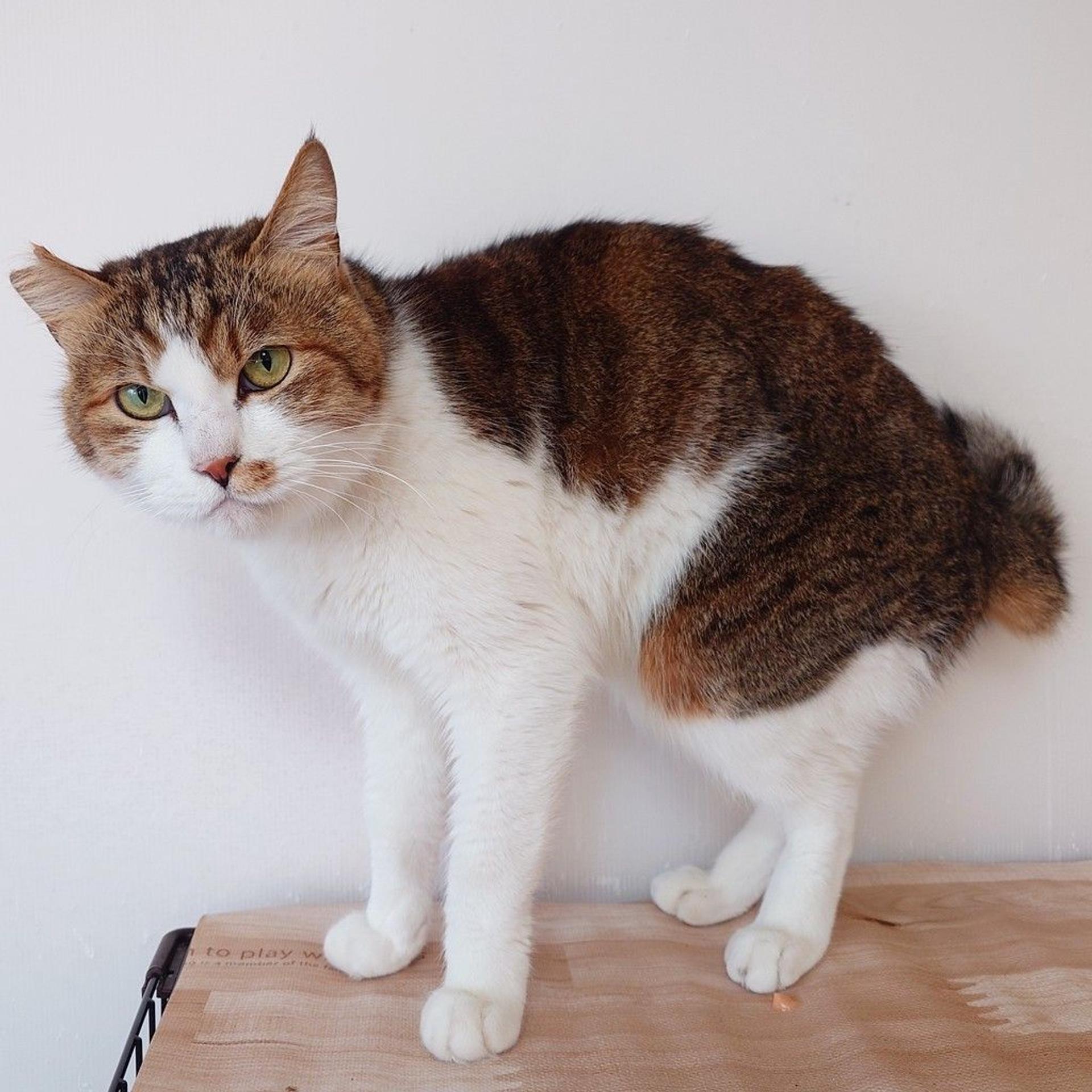 pet-image-7