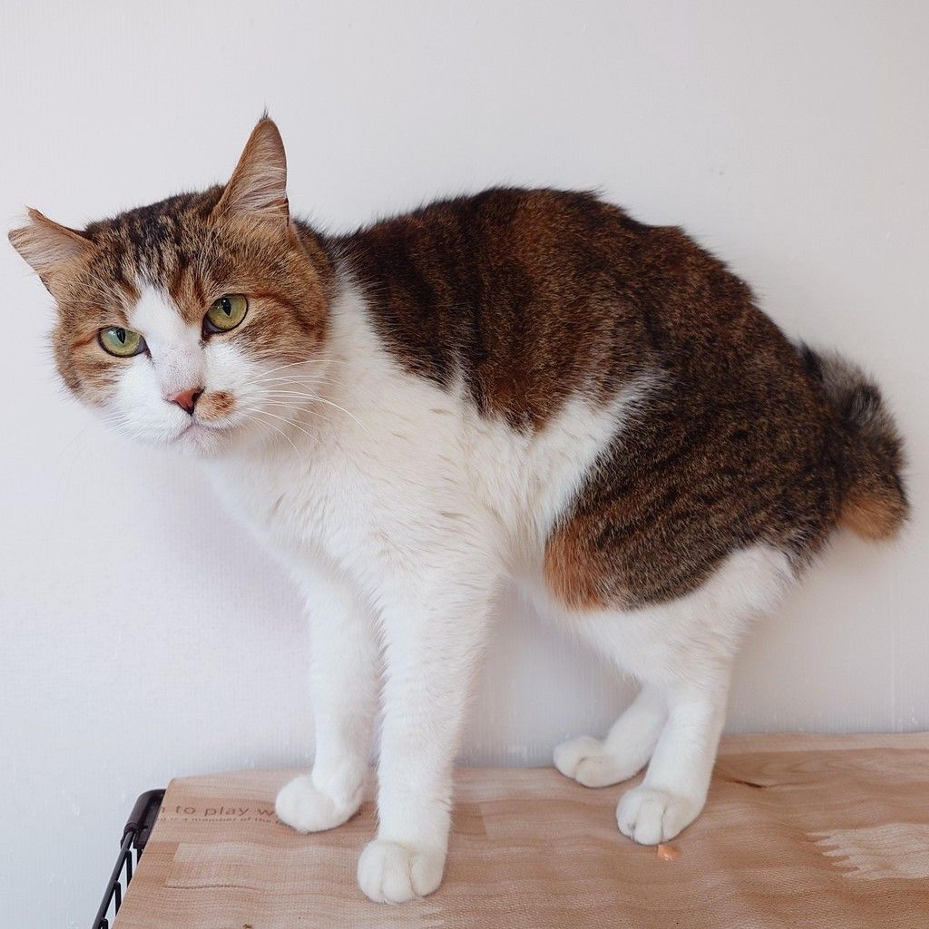 pet-image-7