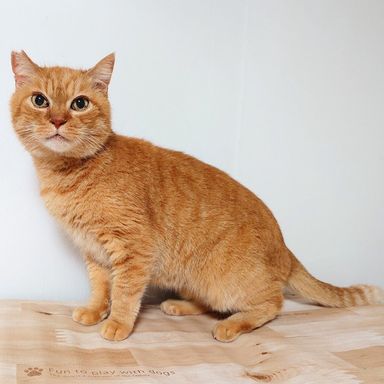 雑種（ミックス猫）・オスの里親募集の写真