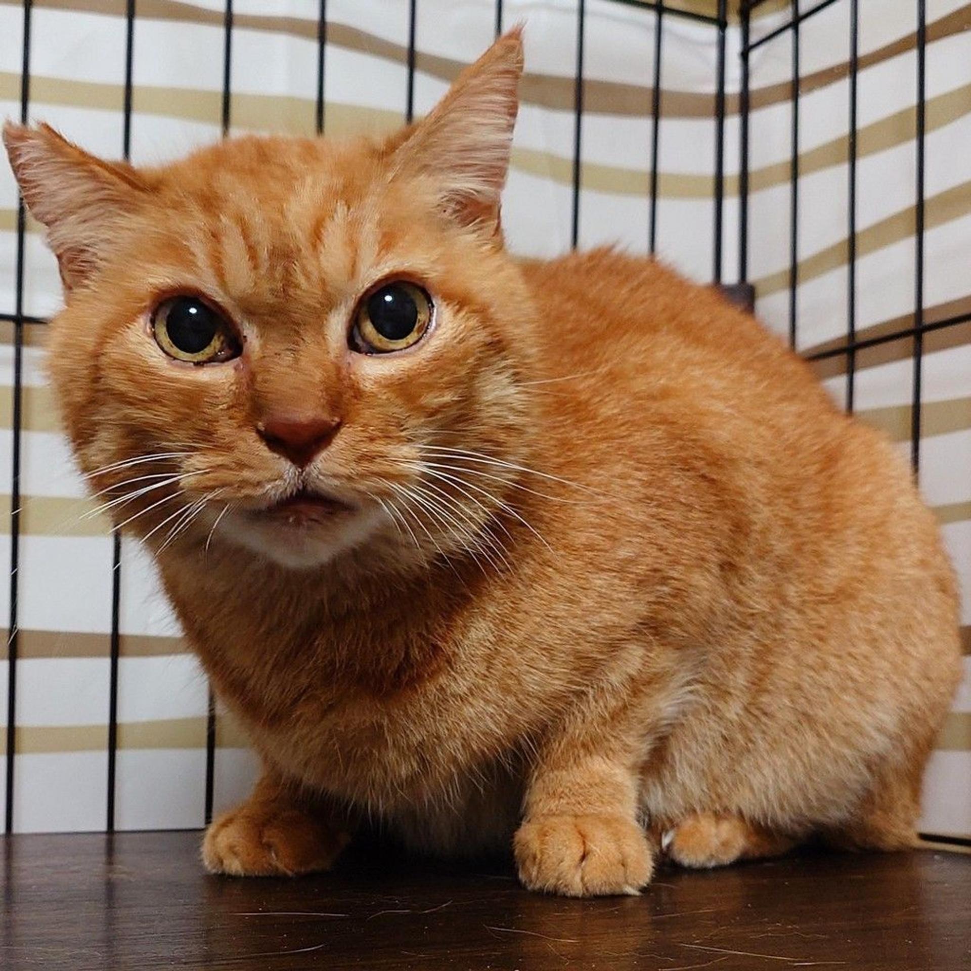 pet-image-2