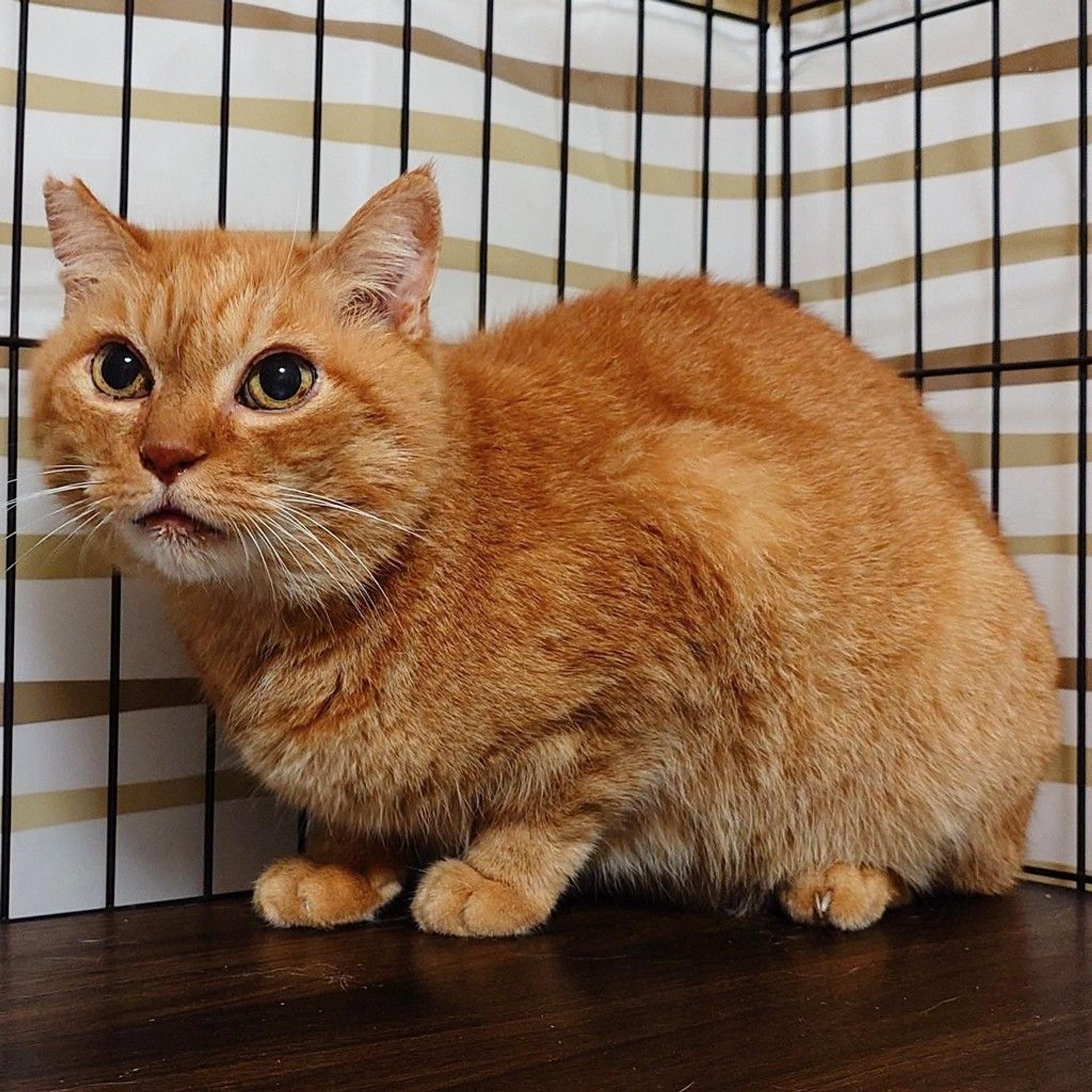 pet-image-3