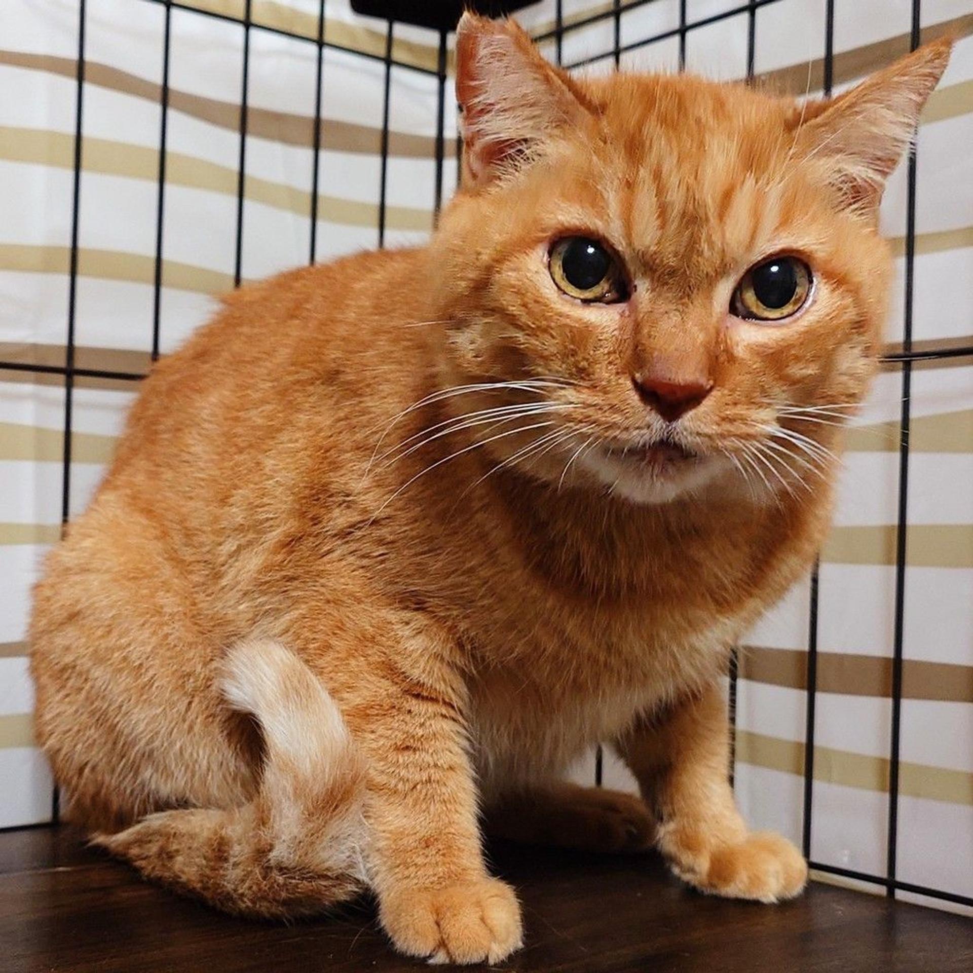 pet-image-4