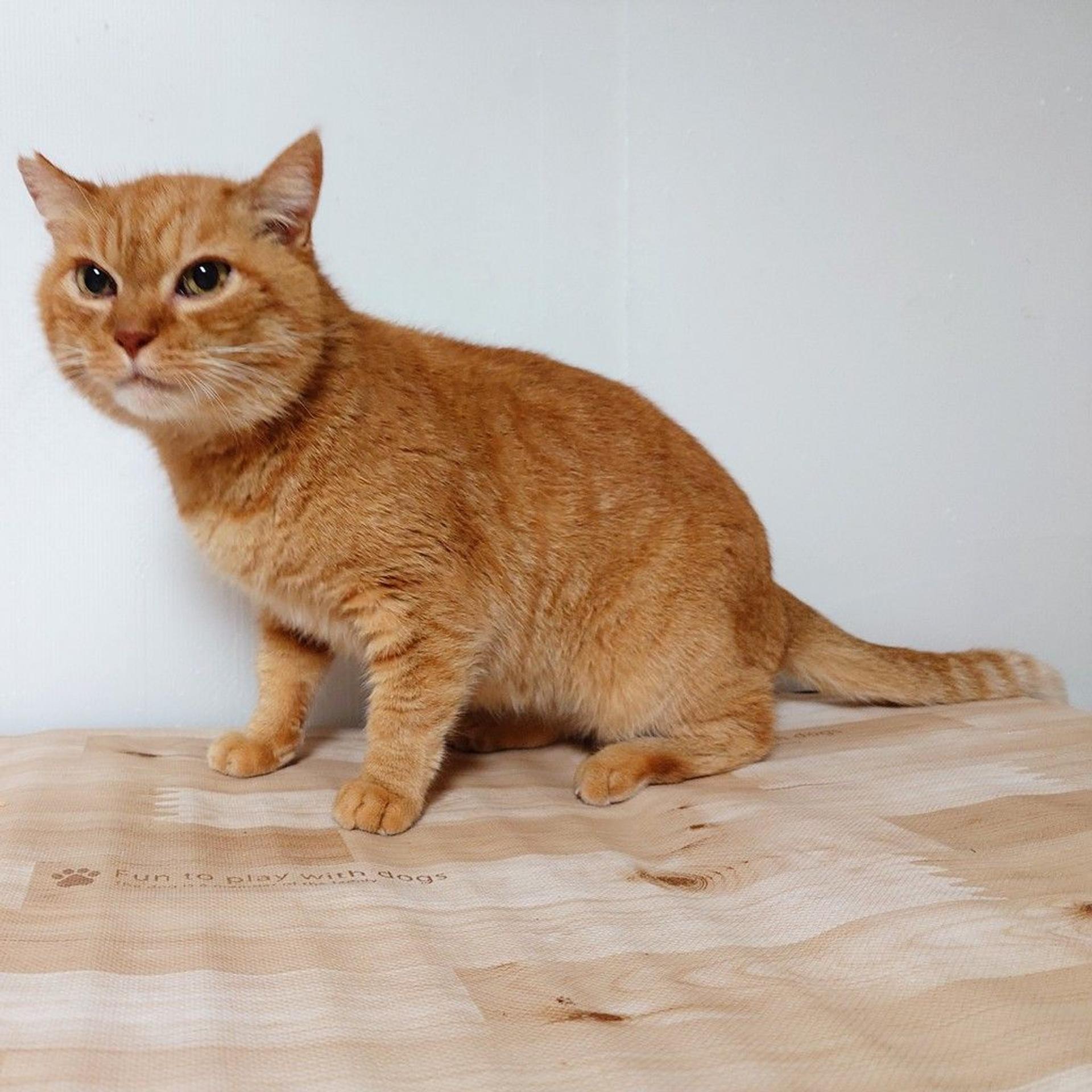 pet-image-6
