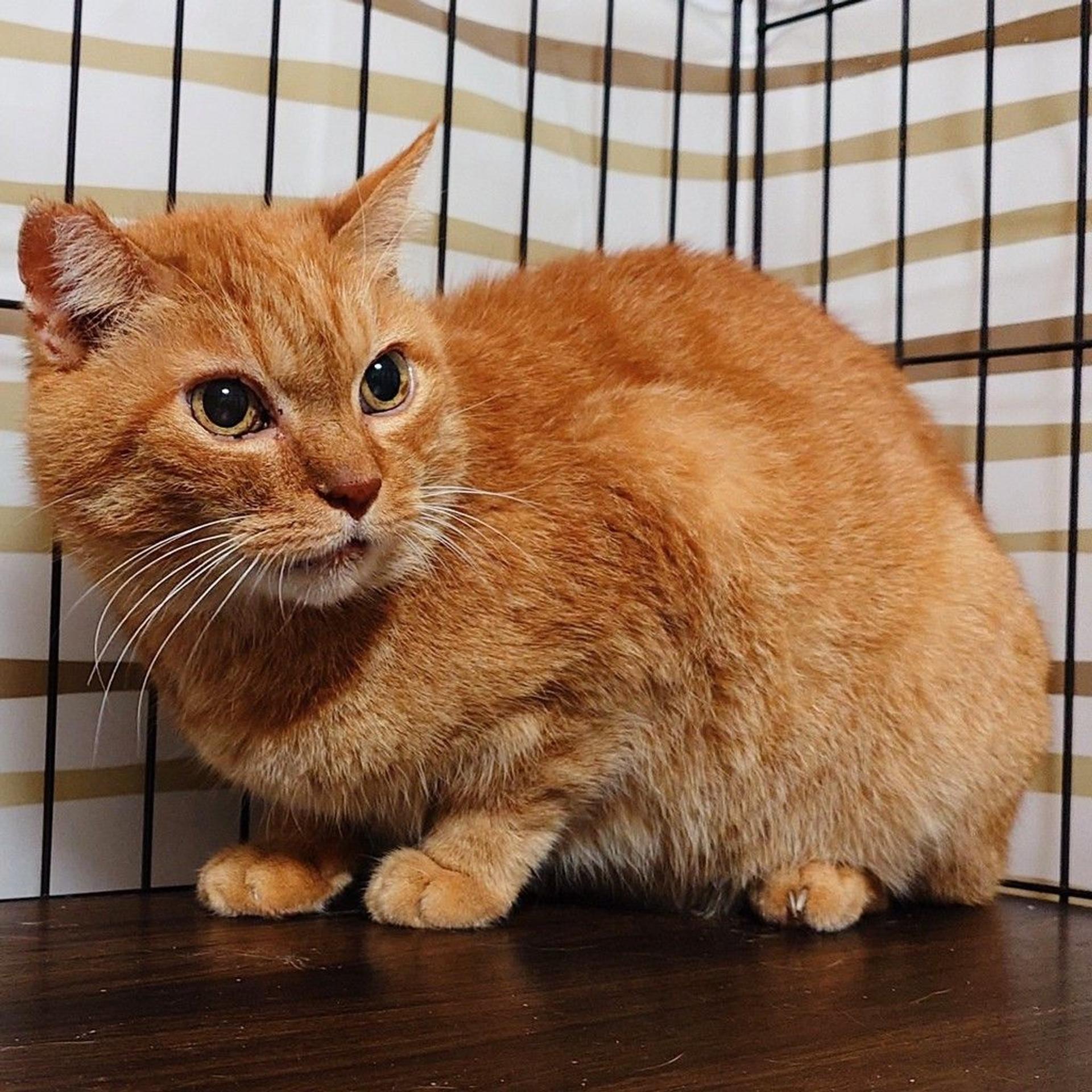 pet-image-7