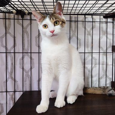 雑種（ミックス猫）・メスの里親募集の写真