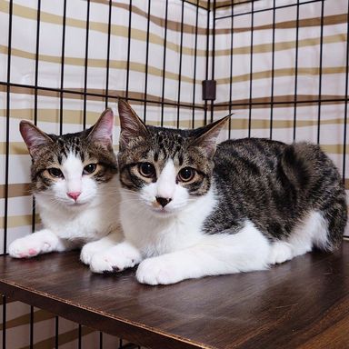 雑種（ミックス猫）・オスの里親募集の写真