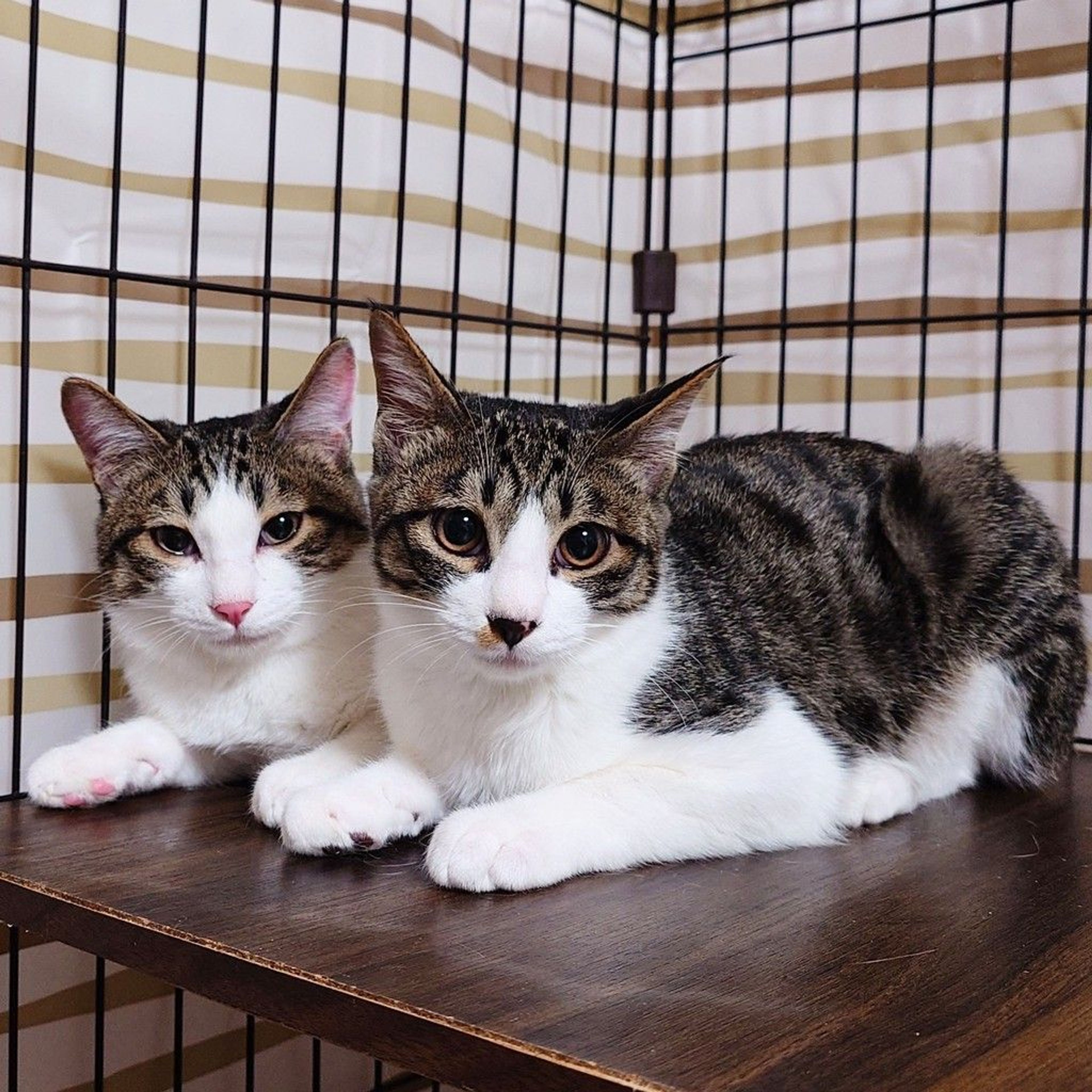 雑種（ミックス猫）・オスの里親募集の写真